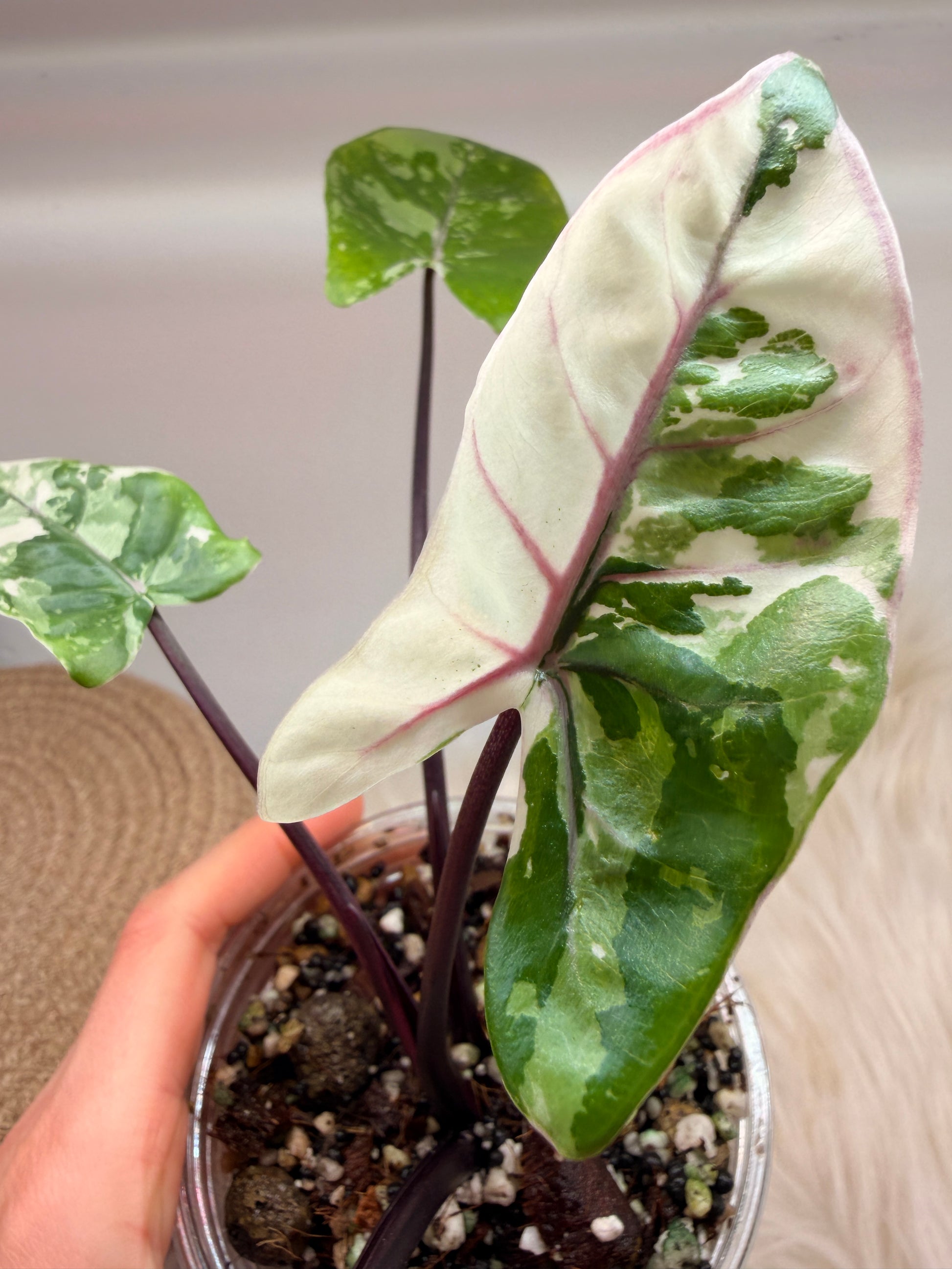 Variegated Alocasia Macrorrhiza Black Stem Albo