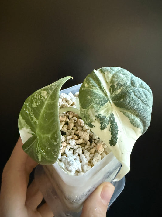 Variegated Alocasia Maharani Albo