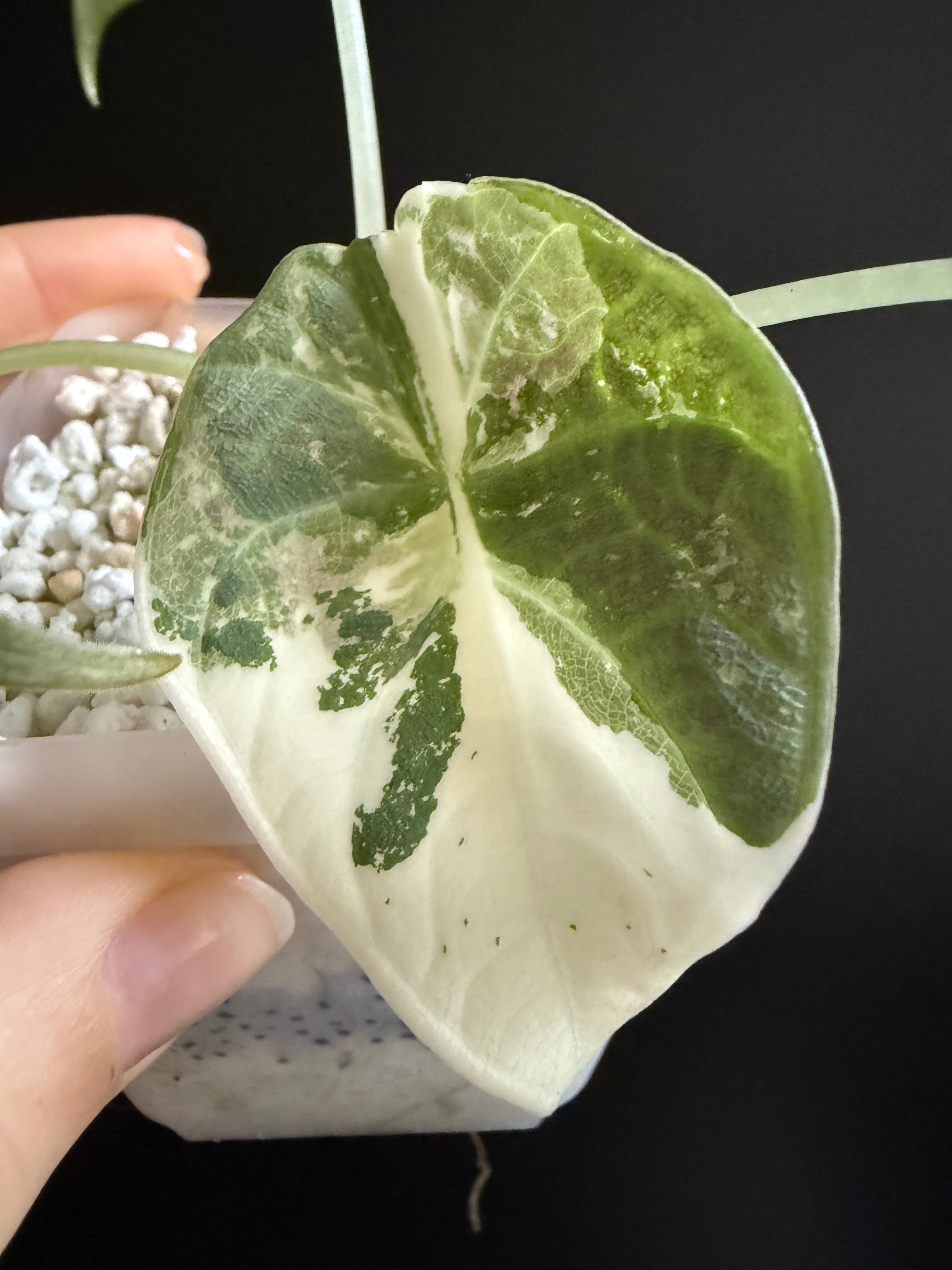 Variegated Alocasia Maharani Albo | Pink | Variegata | Rare Plant