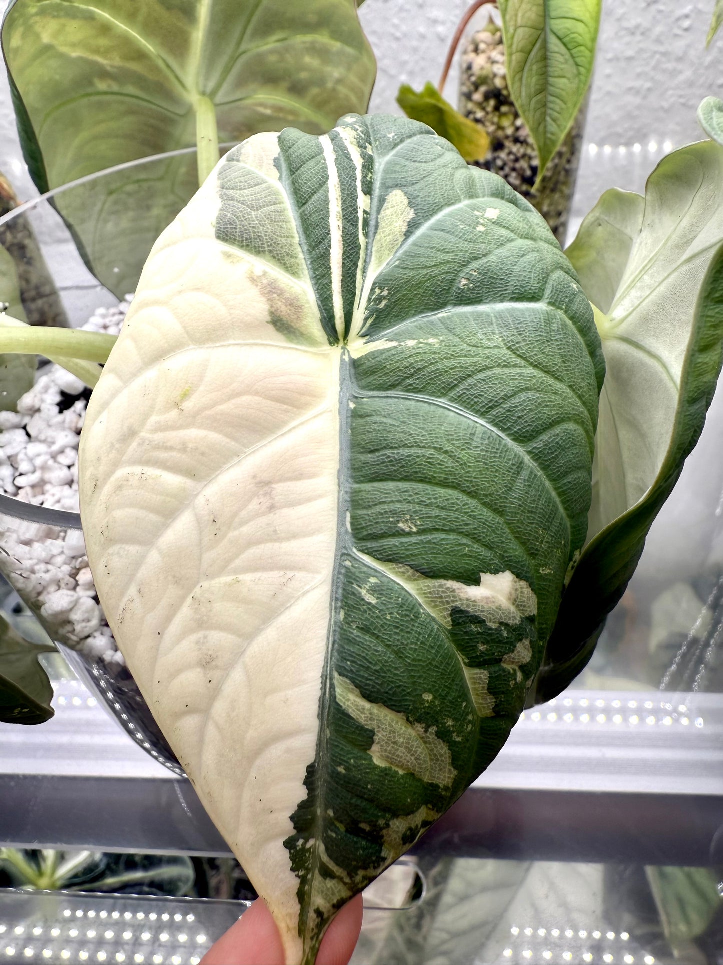 Variegated Alocasia Maharani Albo | Pink Corm