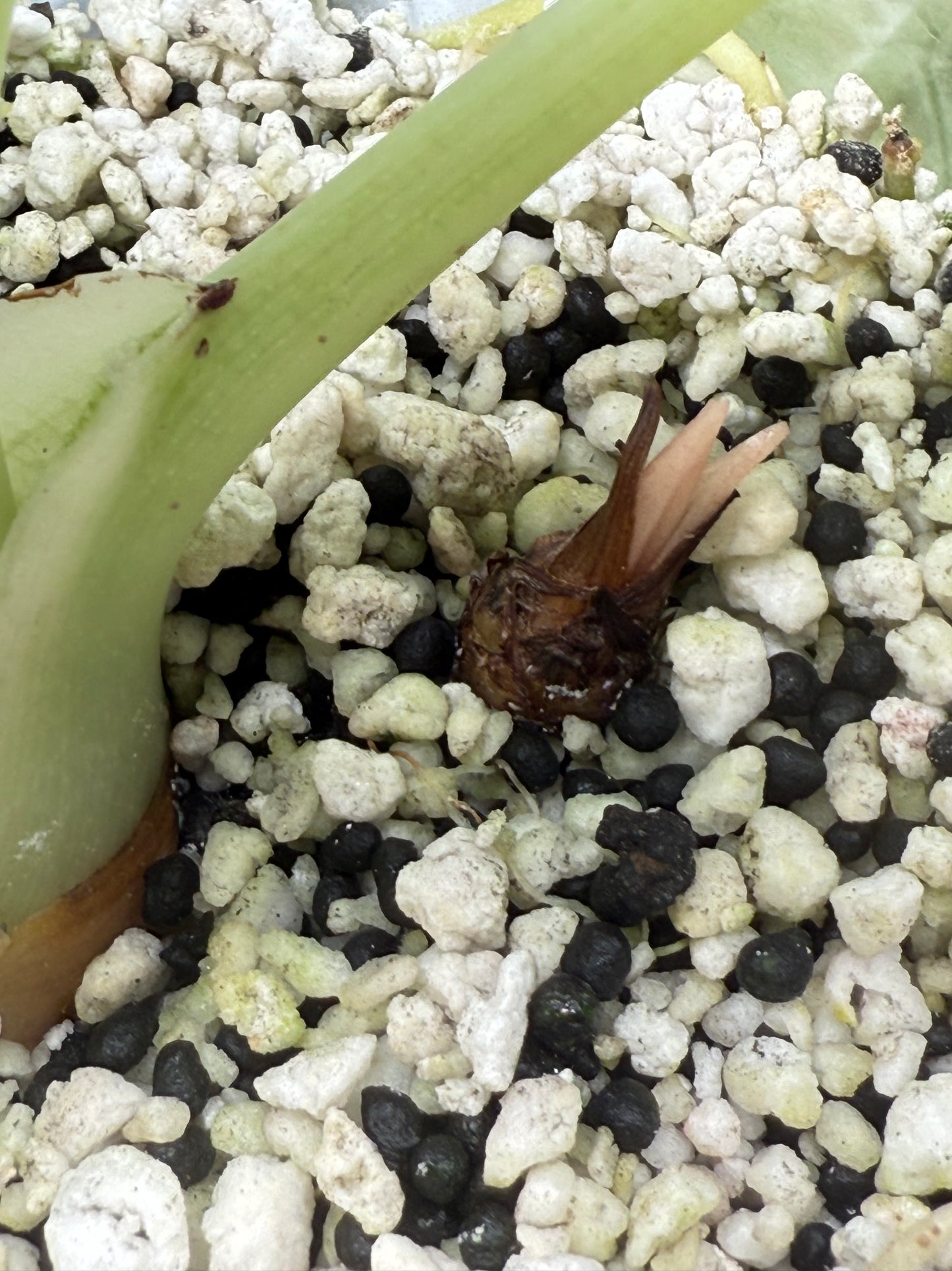 Variegated Alocasia Maharani Albo | Pink Corm