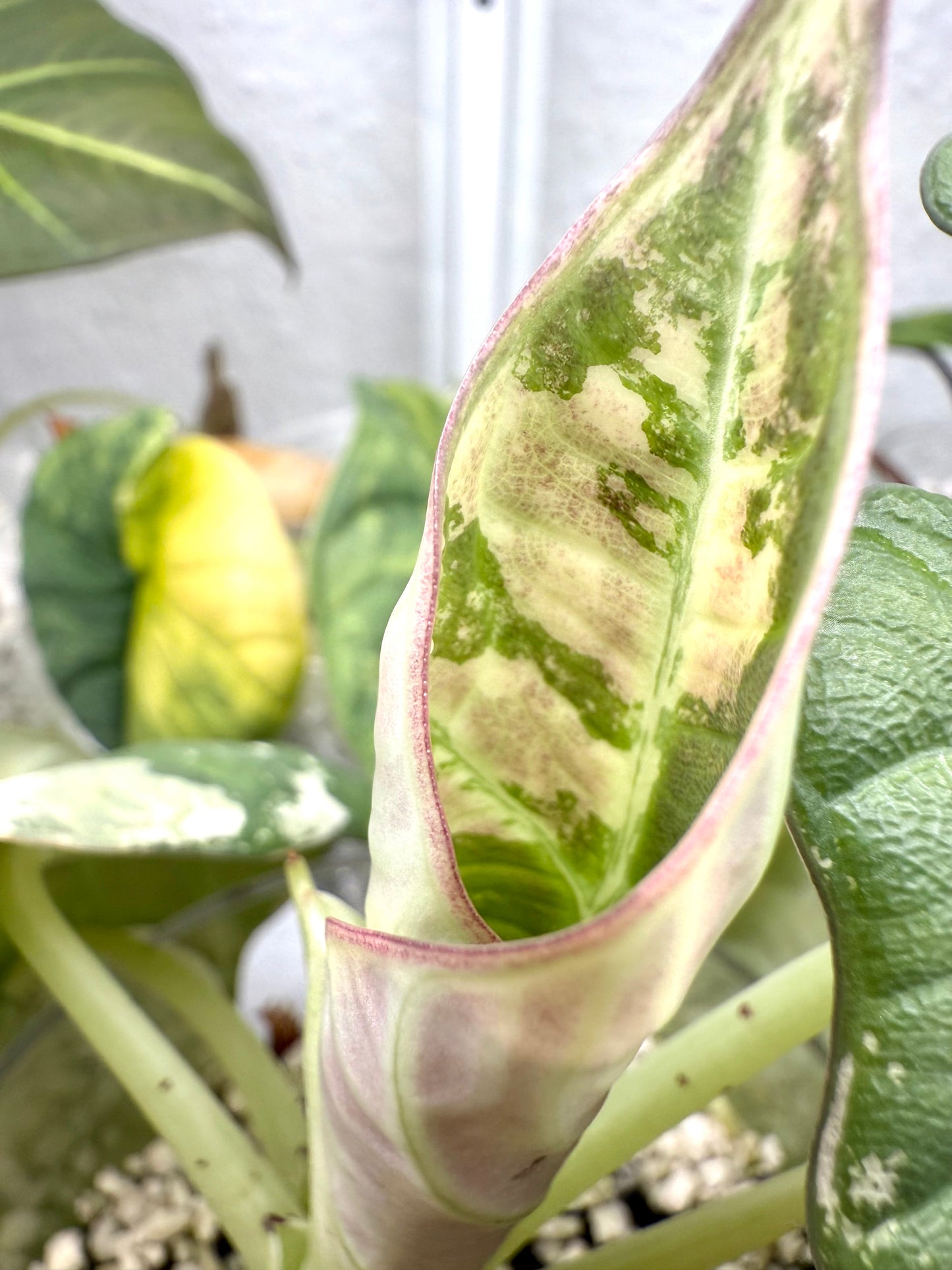 Variegated Alocasia Maharani Albo | Pink Corm