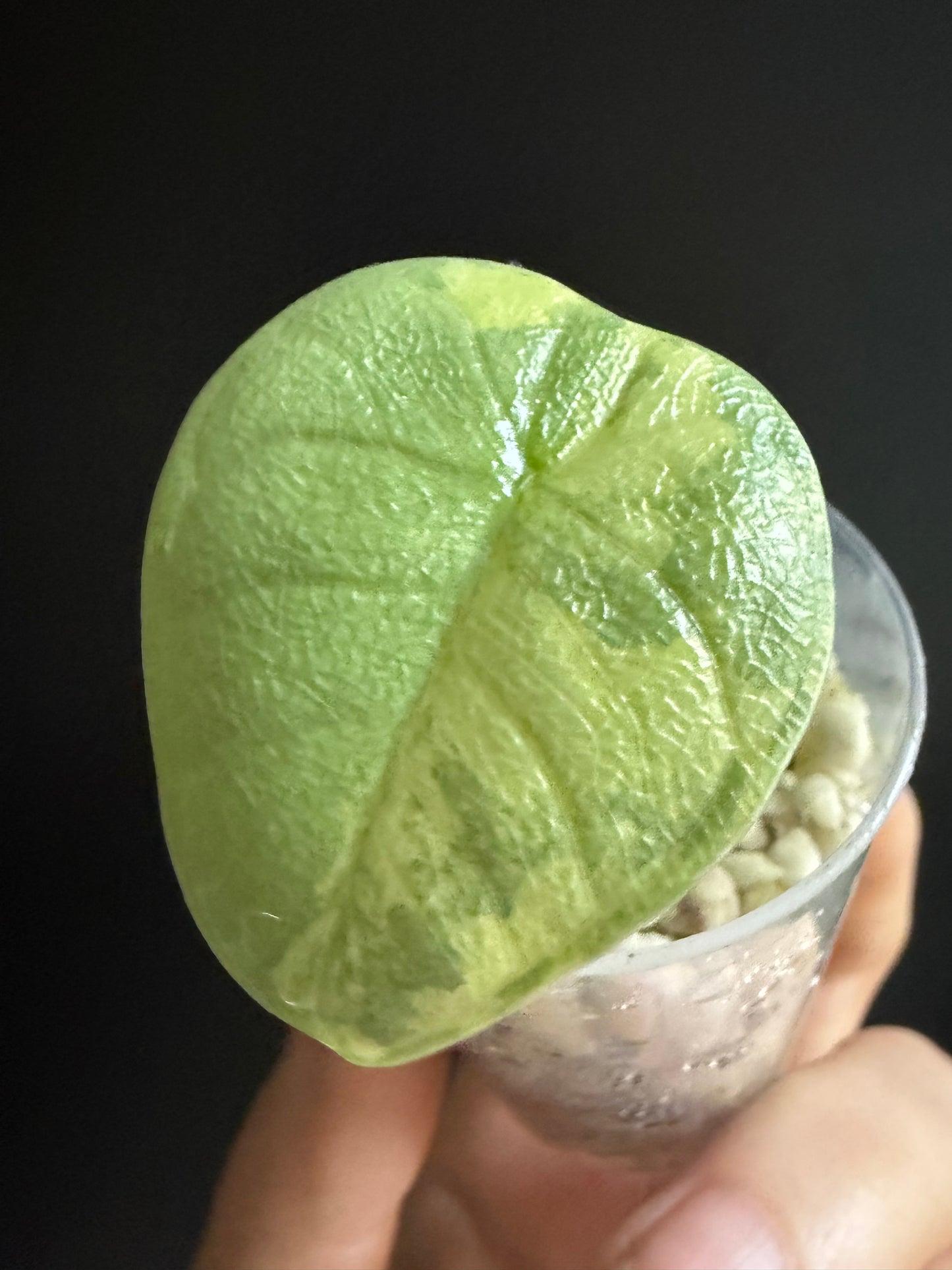 Variegated Alocasia Melo Aurea