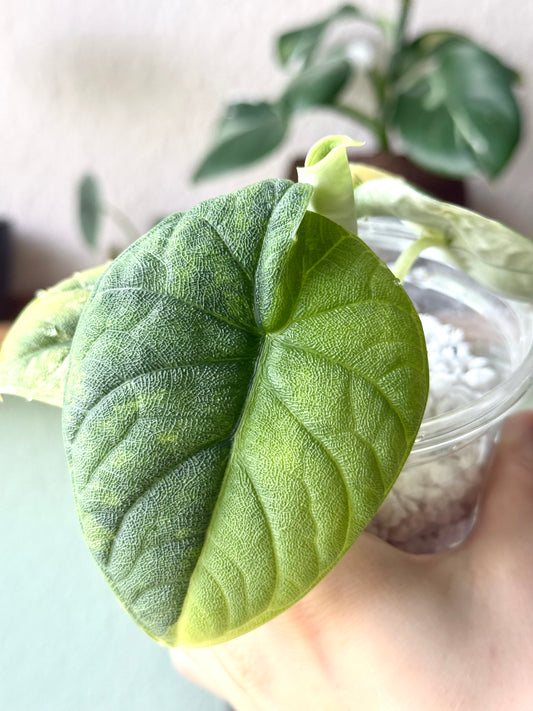 Variegated Alocasia Melo Aurea Tricolour