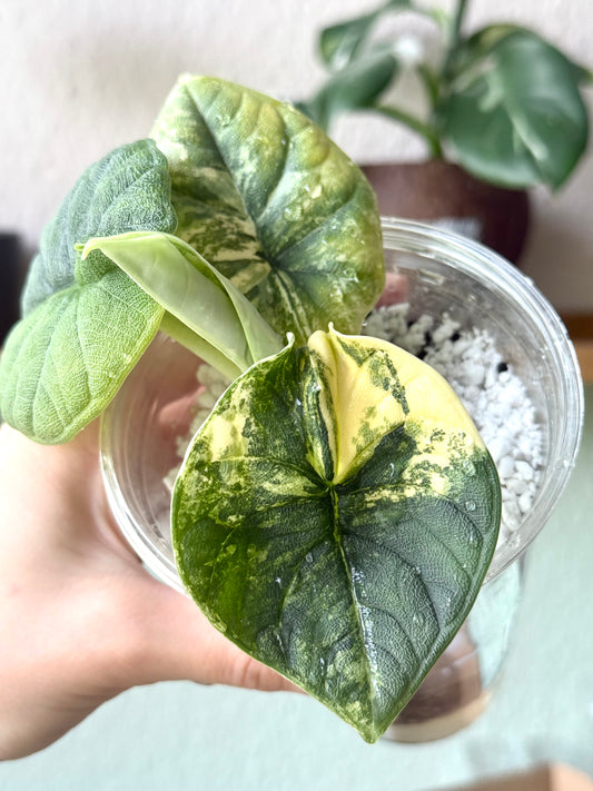 Variegated Alocasia Melo Aurea Tricolour Corms | Rhizome
