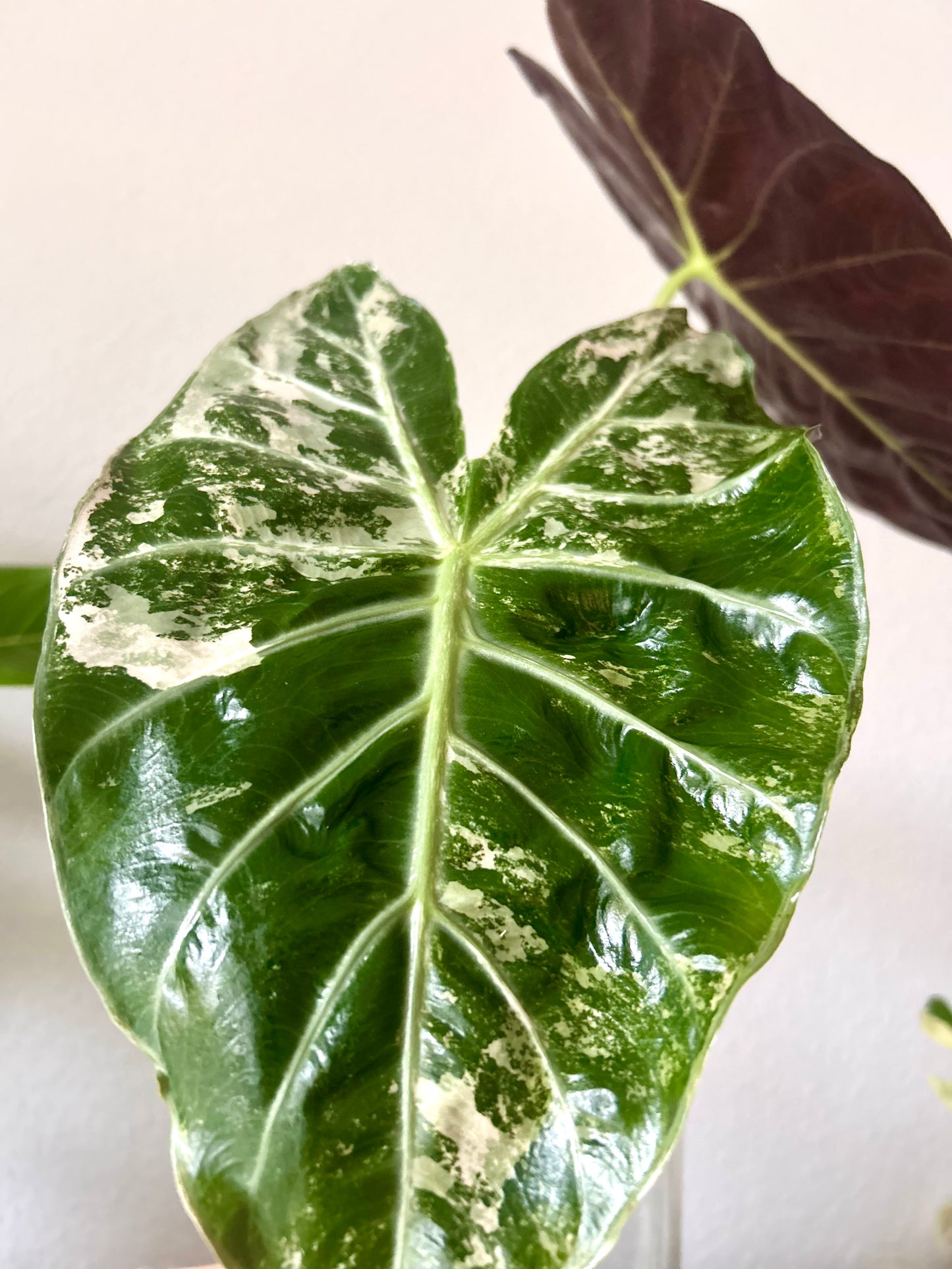 Variegated Alocasia Nairobi Nights Albo Pink Corm