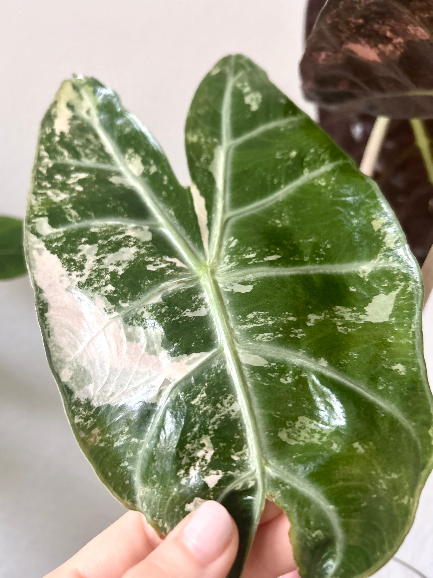 Variegated Alocasia Nairobi Nights Albo Pink Corm