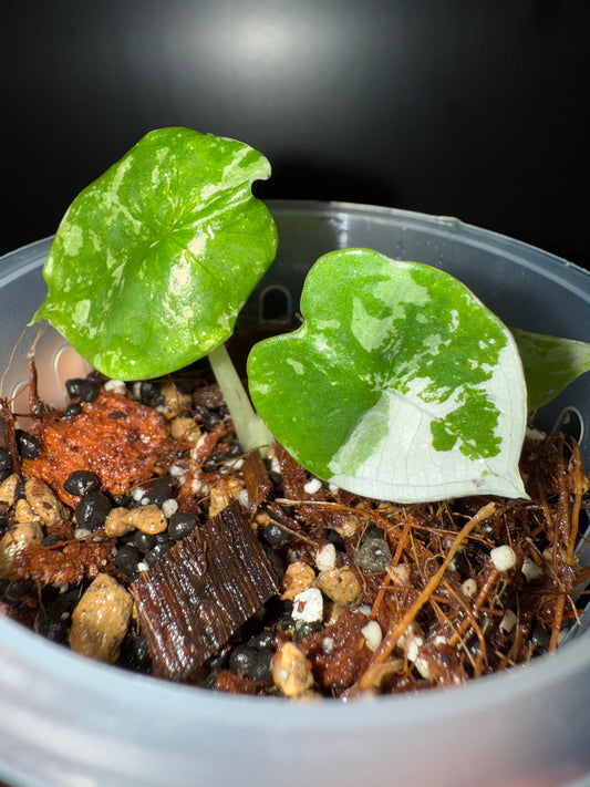 Variegated Alocasia Nebula Albo Pink