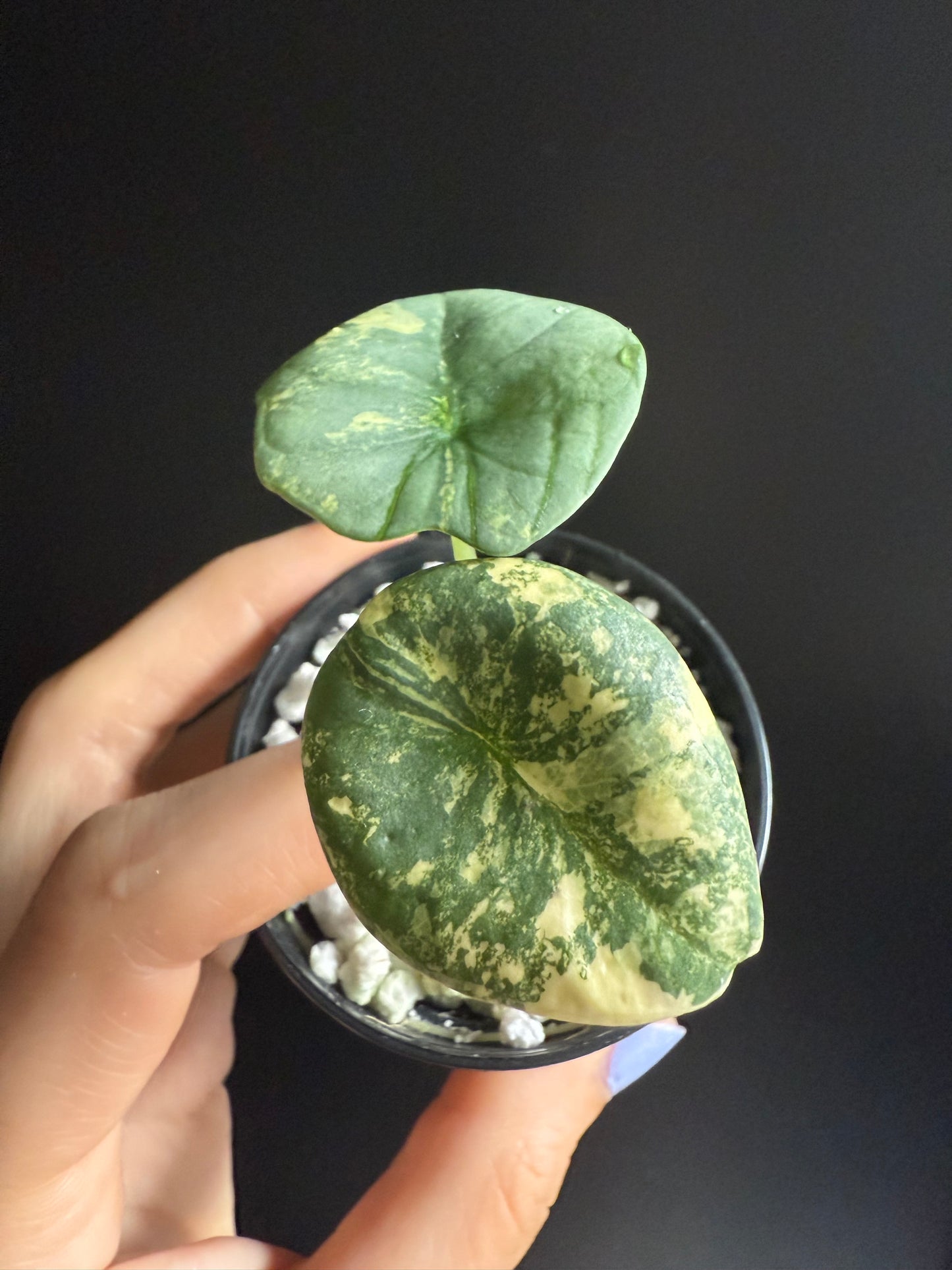 Variegated Alocasia Nebula