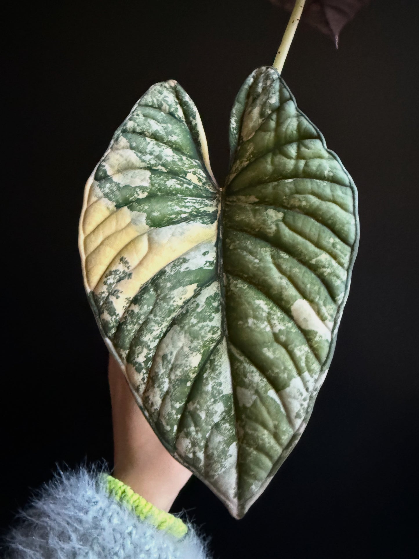 Variegated Alocasia Nebula Aurea Corms