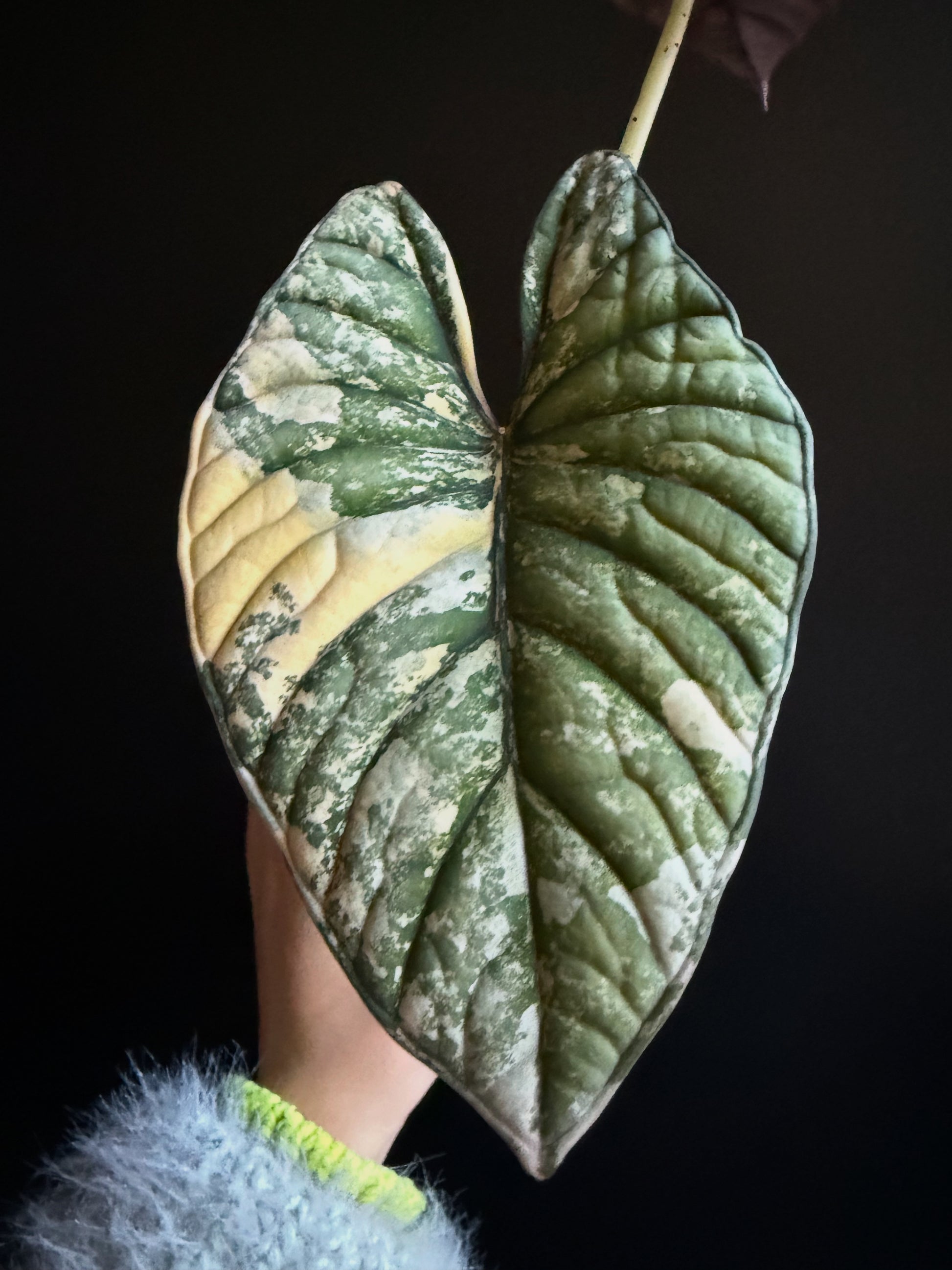 Variegated Alocasia Nebula Aurea Corms