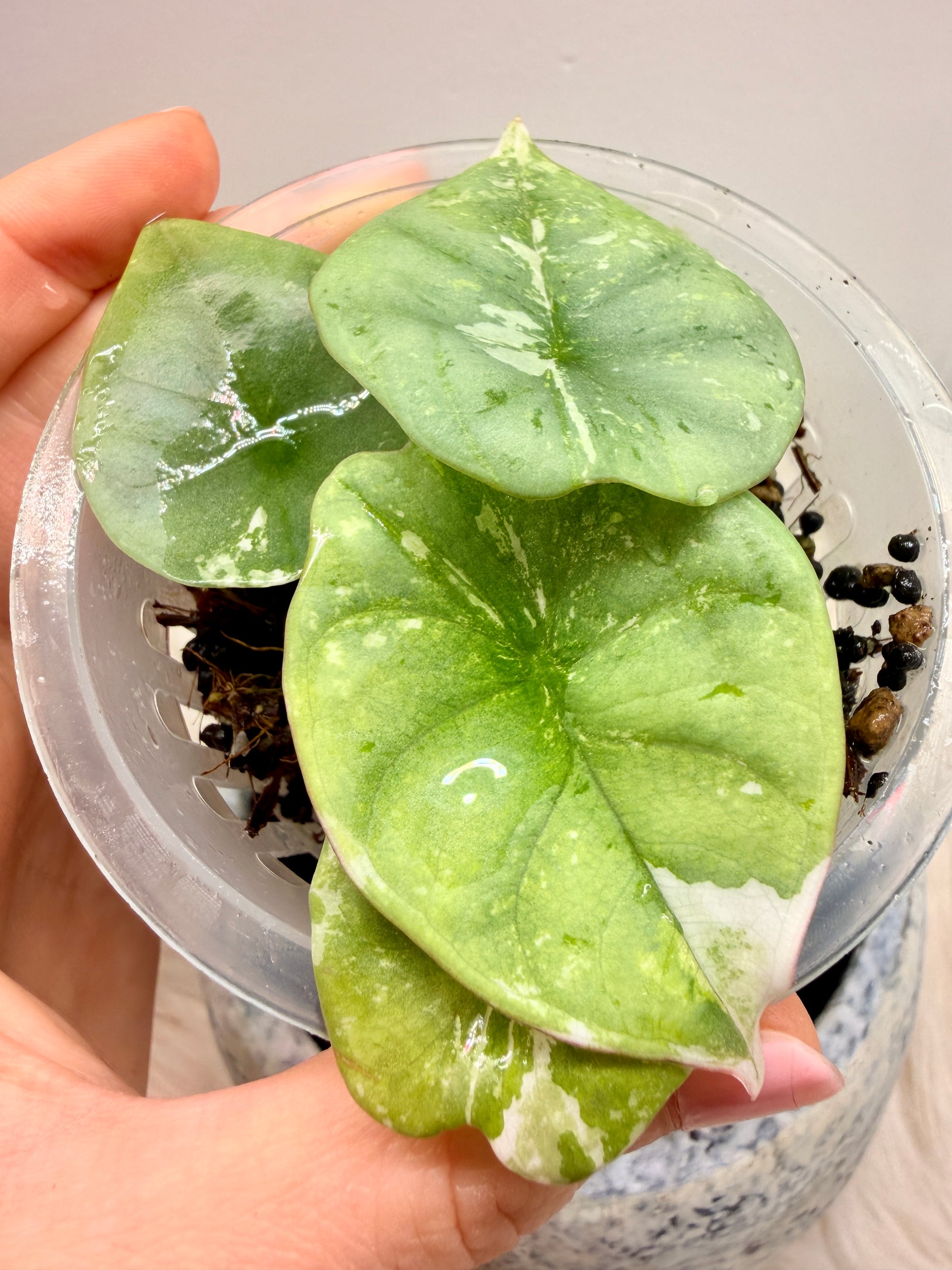 Variegated Alocasia Nebula Albo Pink