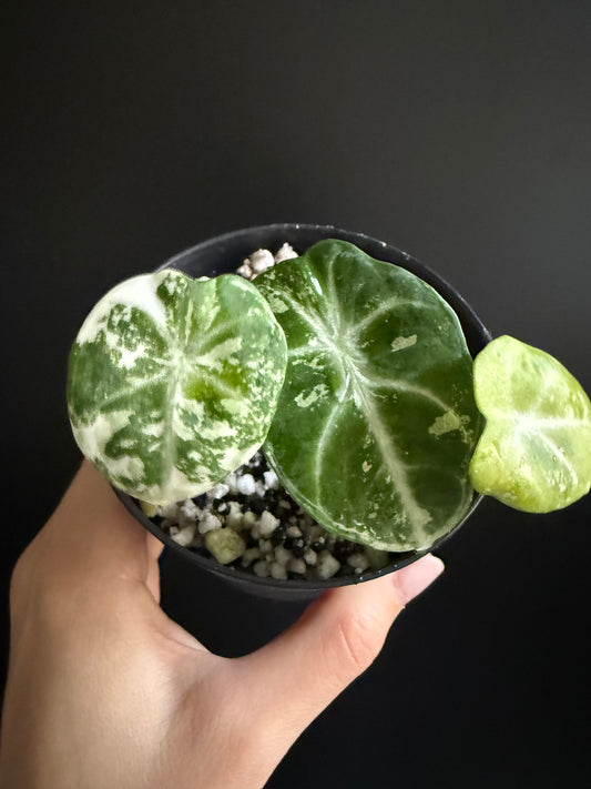 Variegated Alocasia Ninja True Albo