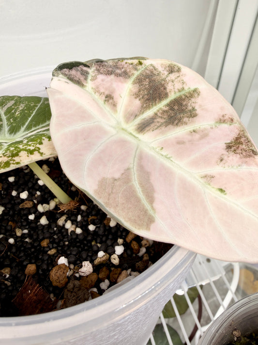 Variegated Alocasia Ninja Pink Corms | Rhizome