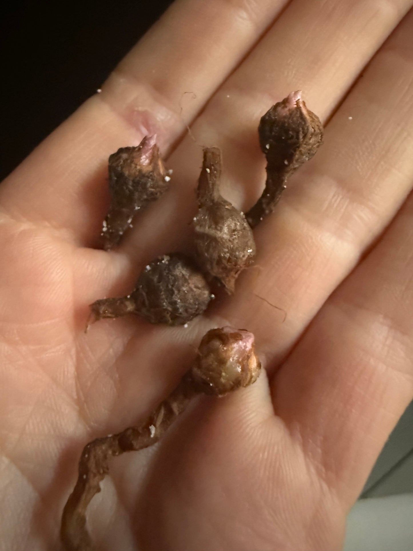 Variegated Alocasia Ninja Pink Corms | Rhizome