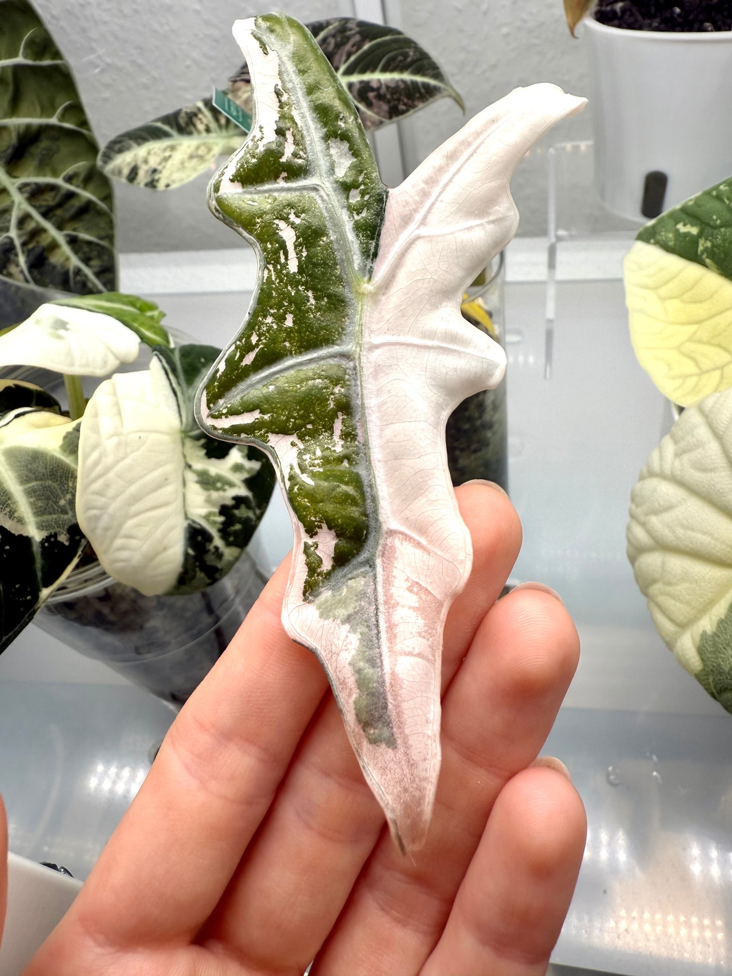 Variegated Alocasia Nobilis Corms | Rhizome