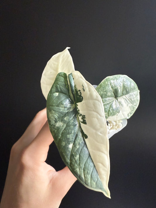 Variegated Alocasia Platinum Albo