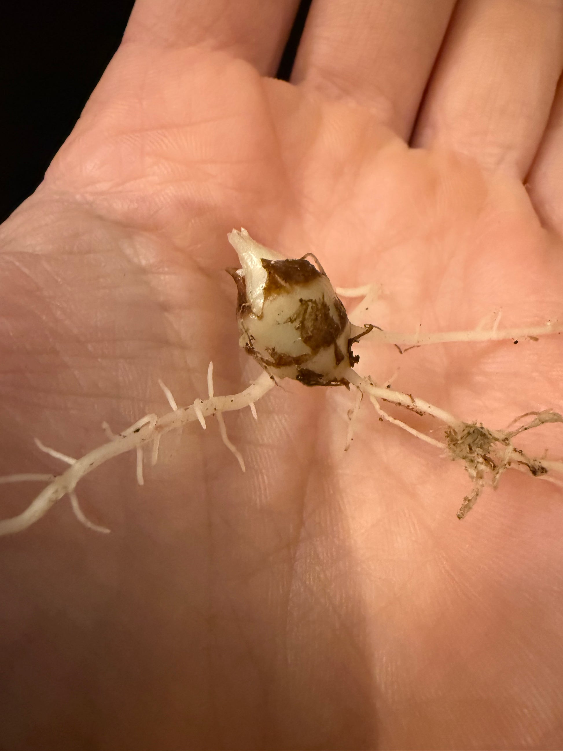 Variegated Alocasia Platinum Albo Corm | Rhizome