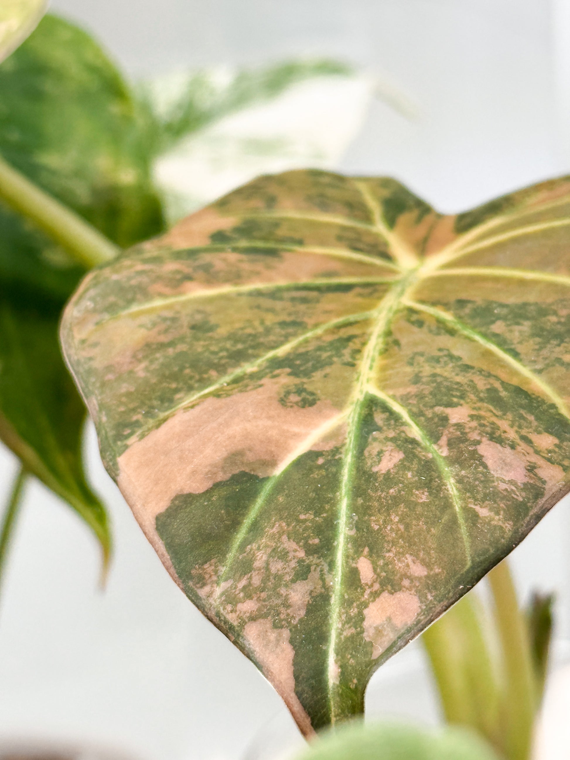 Variegated Alocasia Regal Shield Aurea Pink