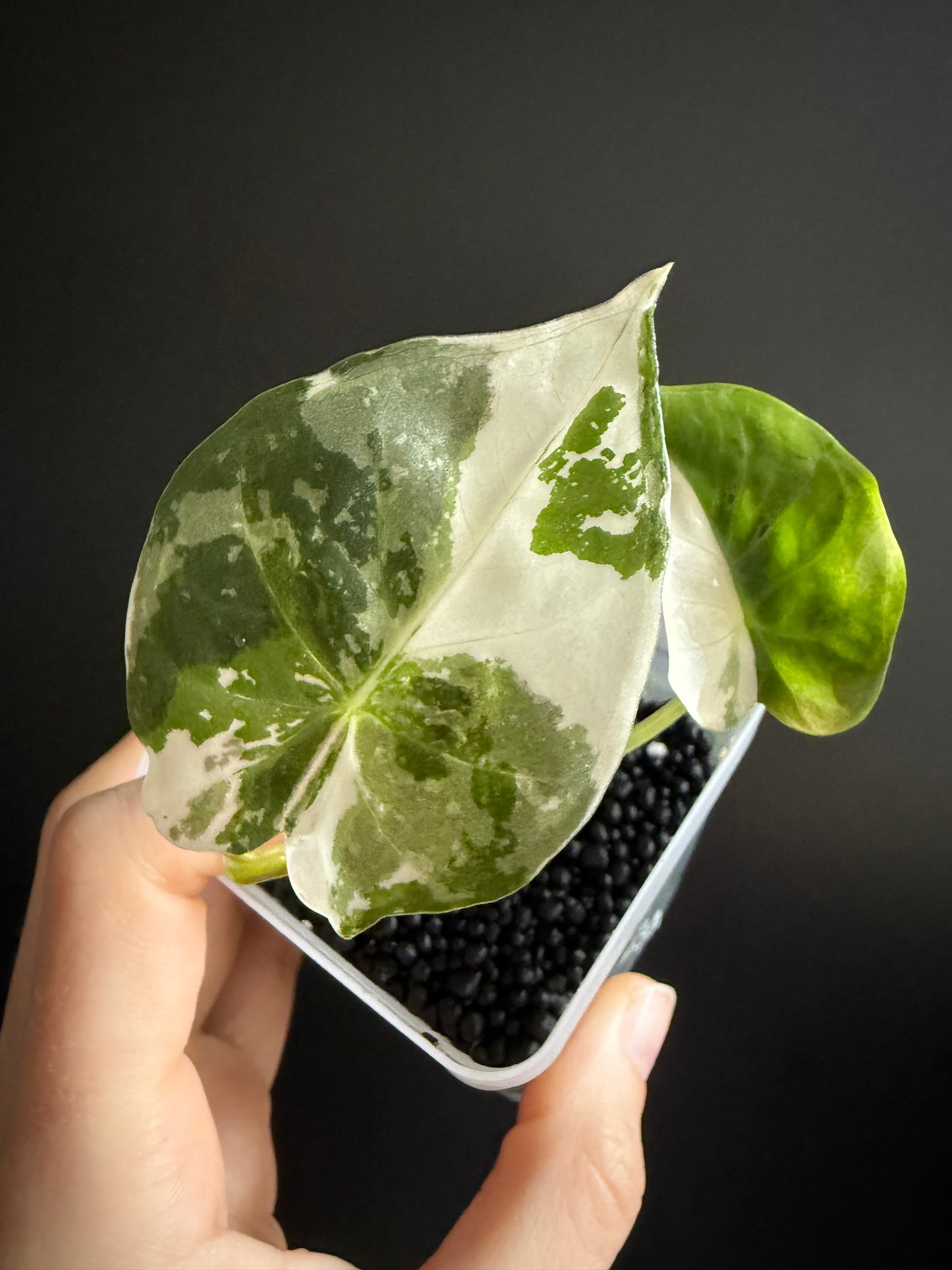 Variegated Alocasia Regal Shields Albo