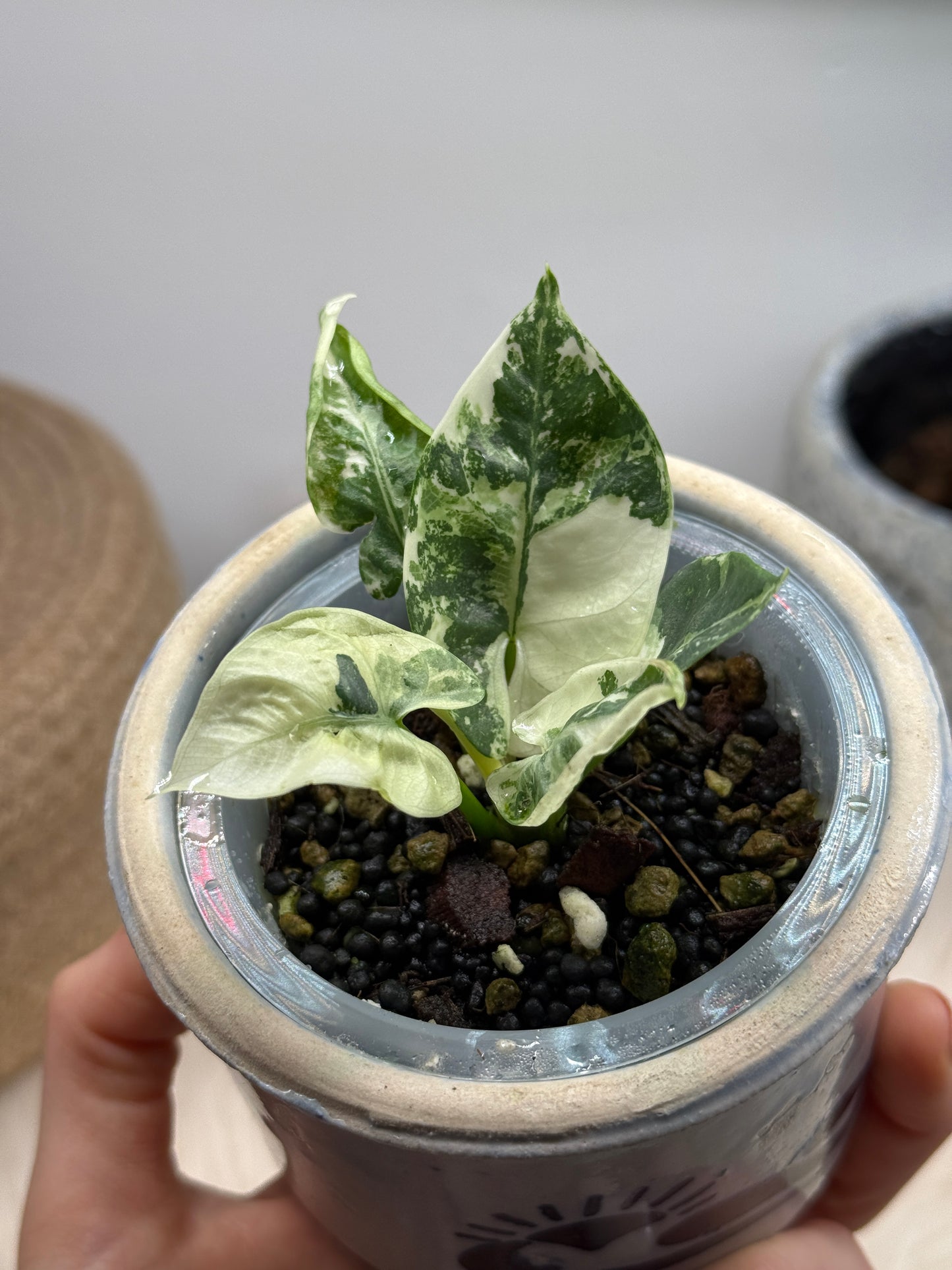Variegated Alocasia Reginae Albo