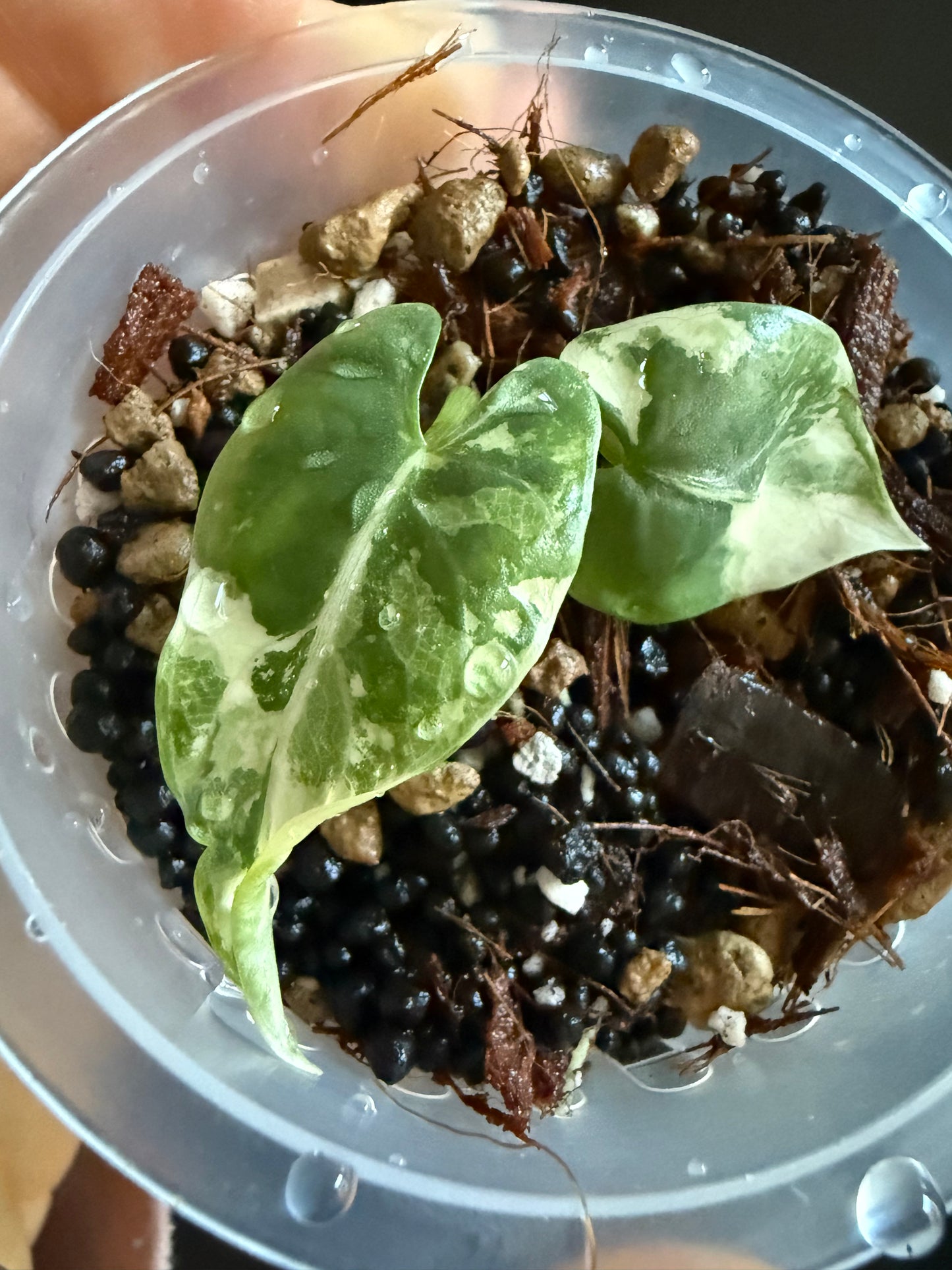Variegated Alocasia Reginae Albo Pink