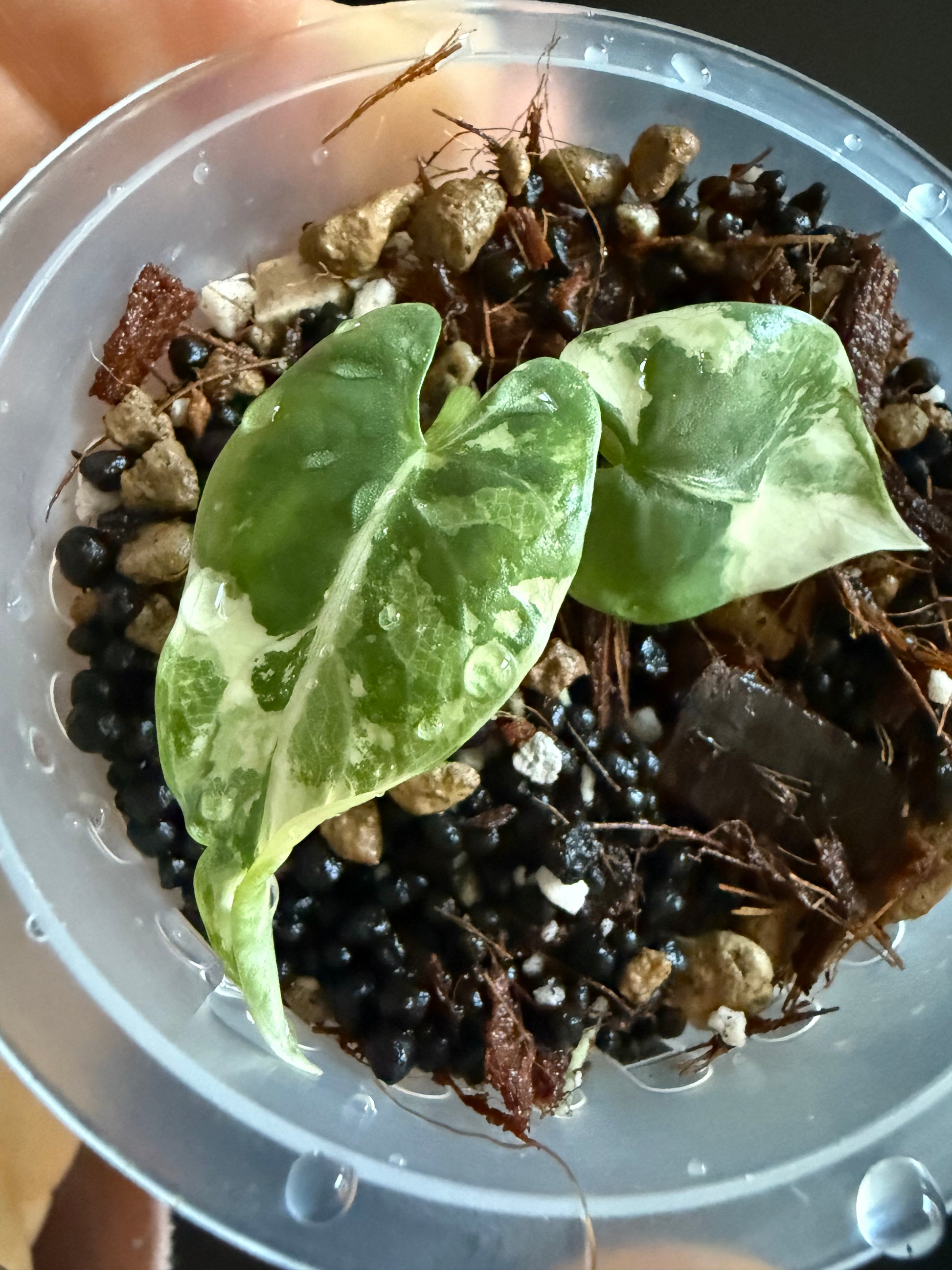 Variegated Alocasia Reginae Albo Pink