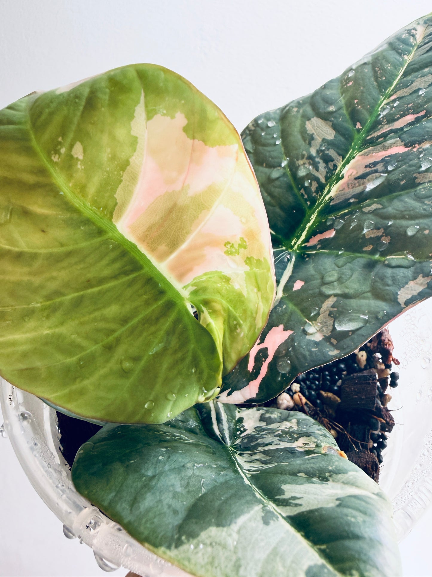 Variegated Alocasia Reginae Pink Corms Rhizome