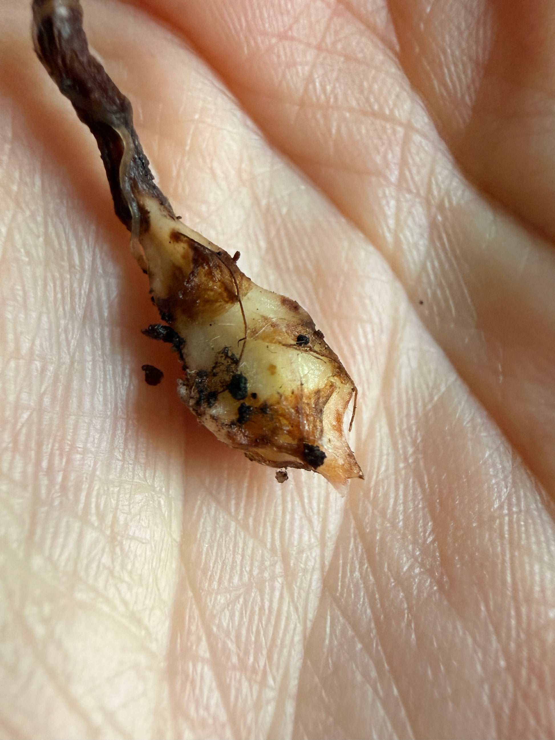 Variegated Alocasia Reginae Pink Corms | Rhizome