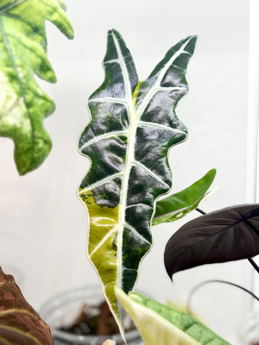Variegated Alocasia Sanderiana Bull Aurea