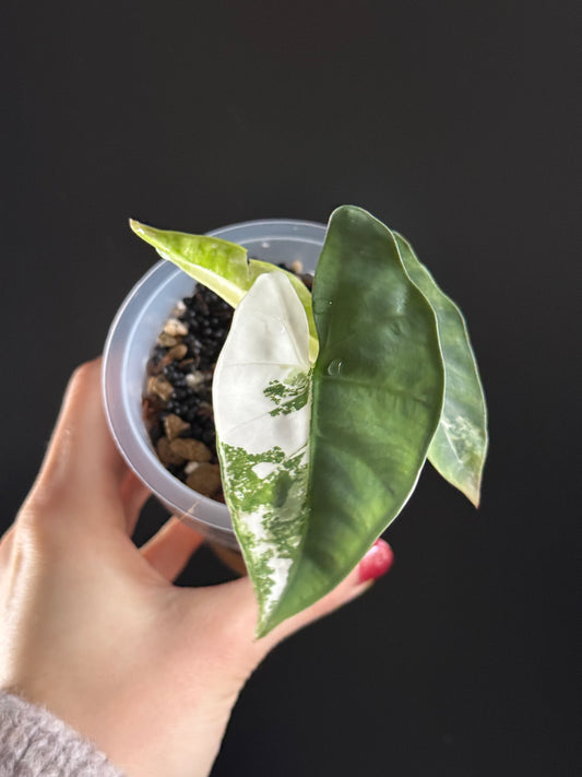 Variegated Alocasia Scabriuscula Pink