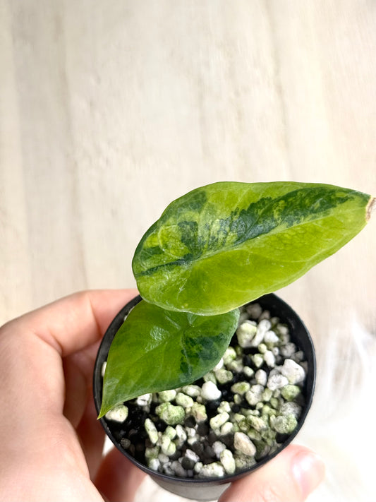 Alocasia Scalprum Aurea Variegata