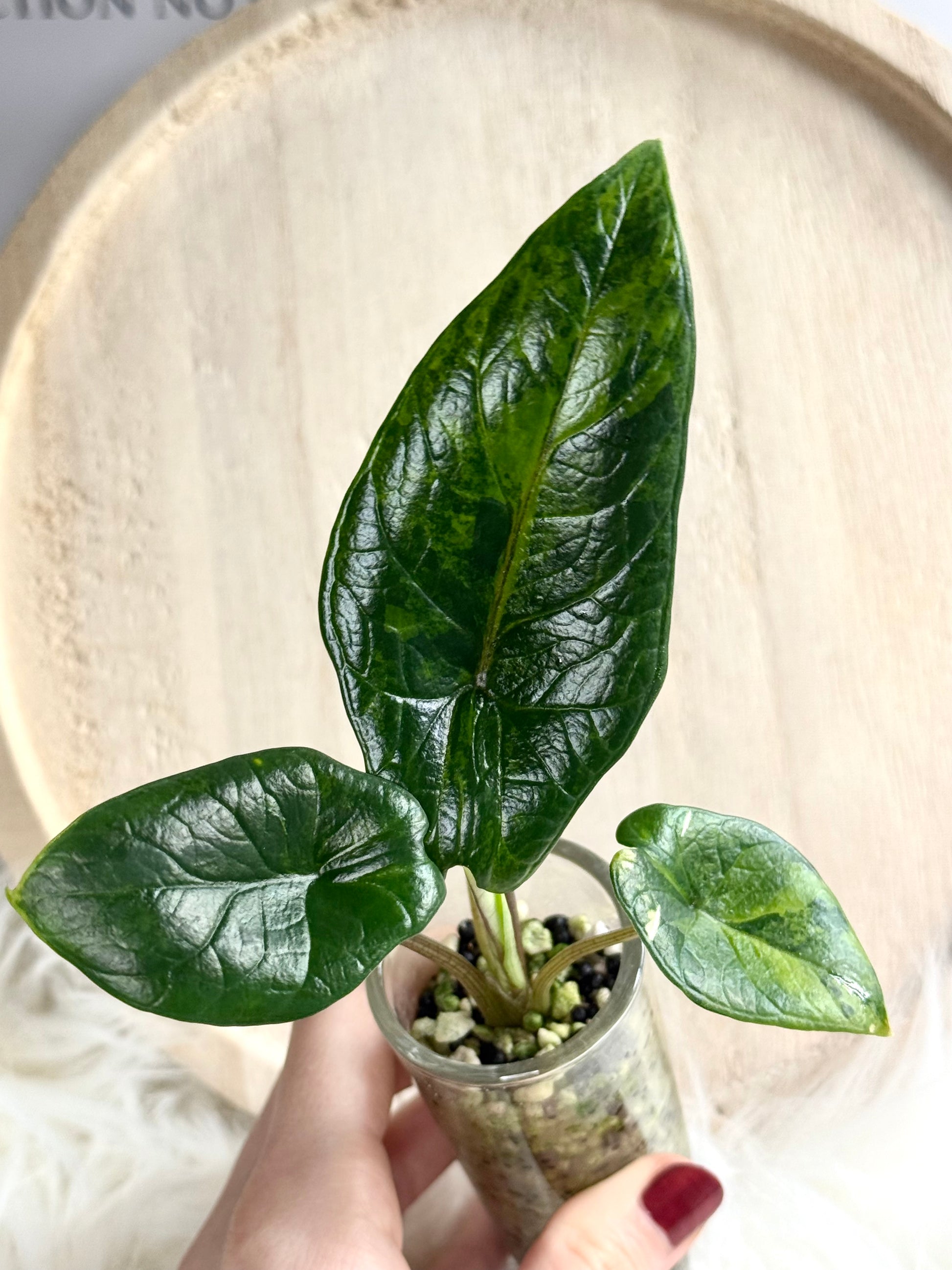 Variegated Alocasia Scalprum Aurea Corms