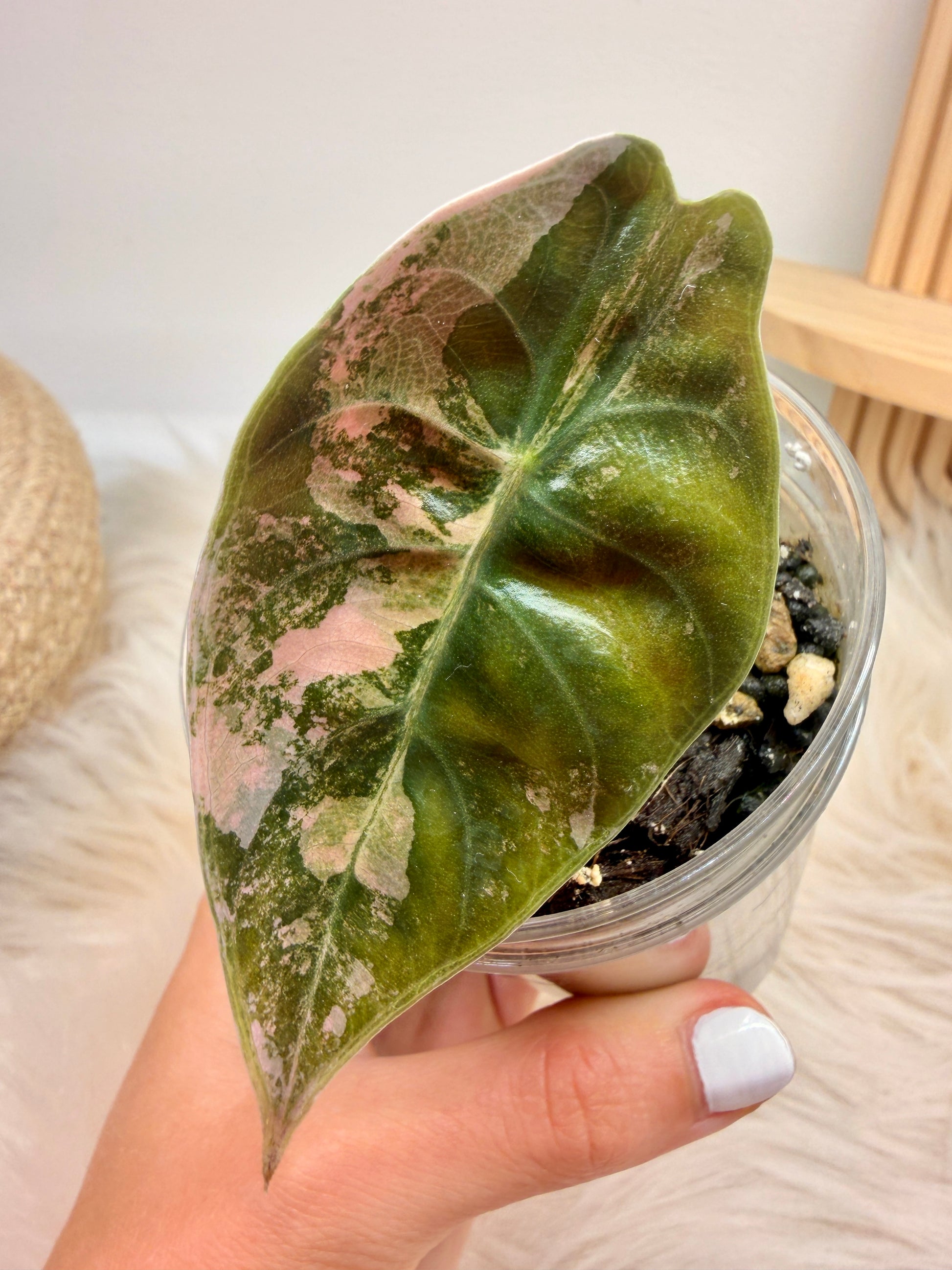 Variegated Alocasia Sedenii Aurea Pink