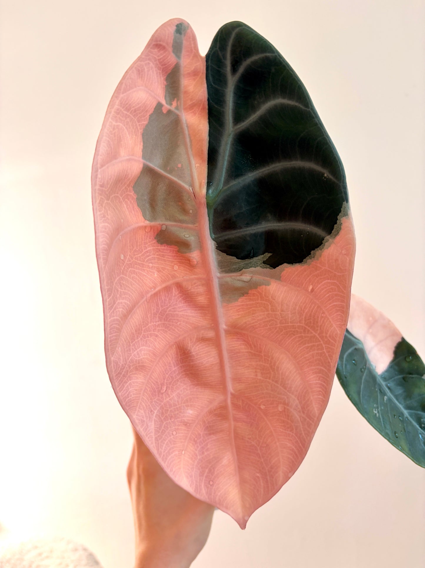 Variegated Alocasia Sedenii Pink Corm | Rhizom