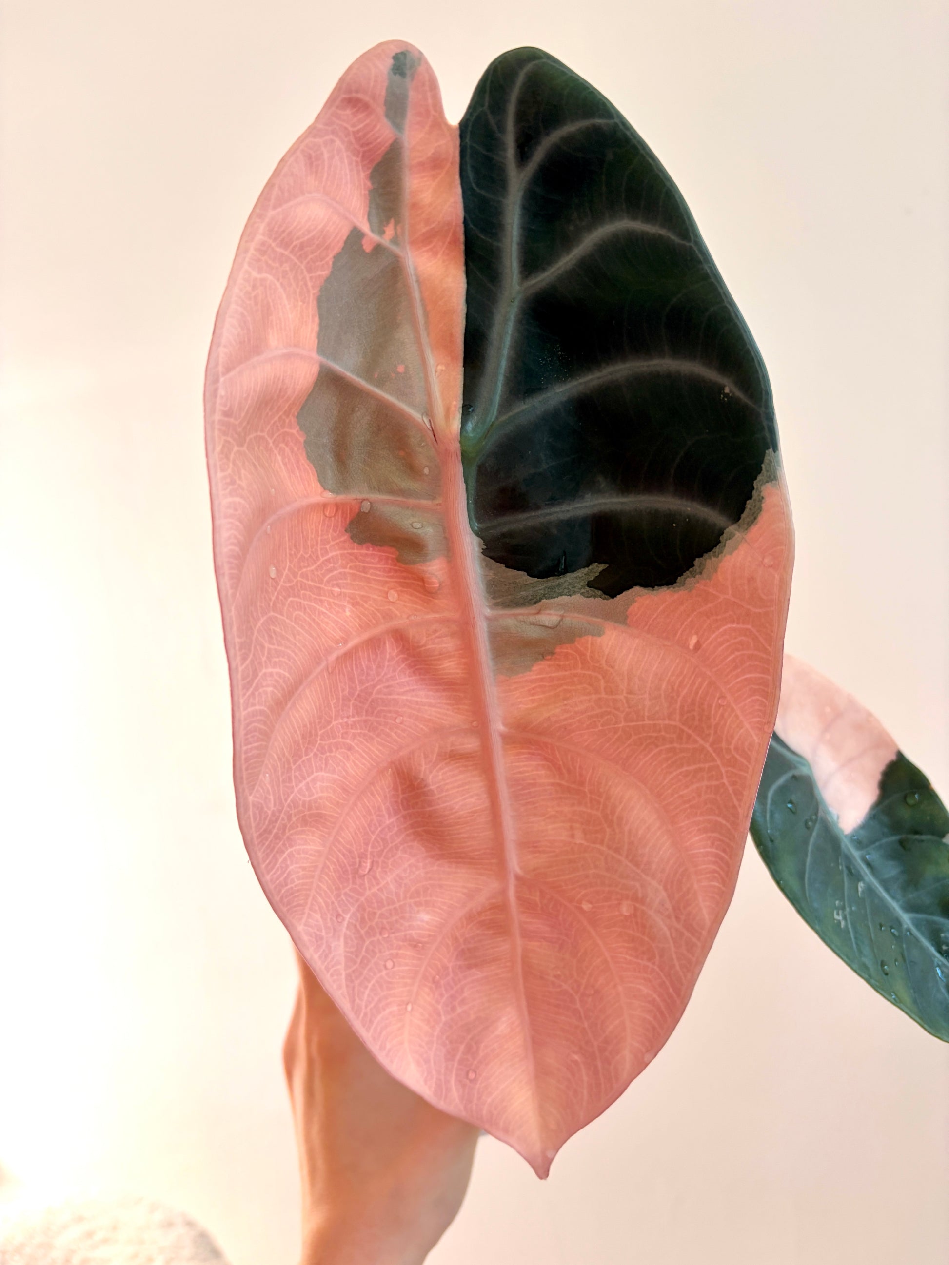 Variegated Alocasia Sedenii Pink Corm | Rhizom