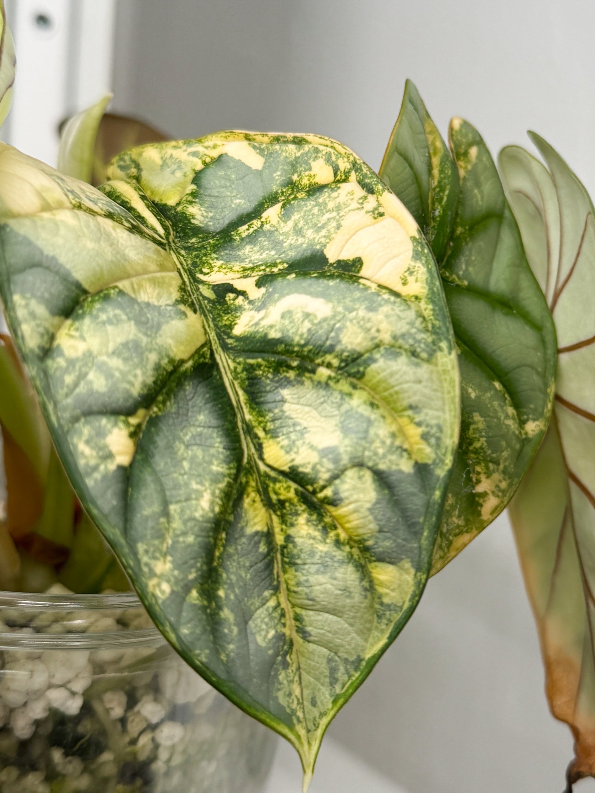 Variegated Alocasia Silver Dragon Aurea Corms | Rhizome