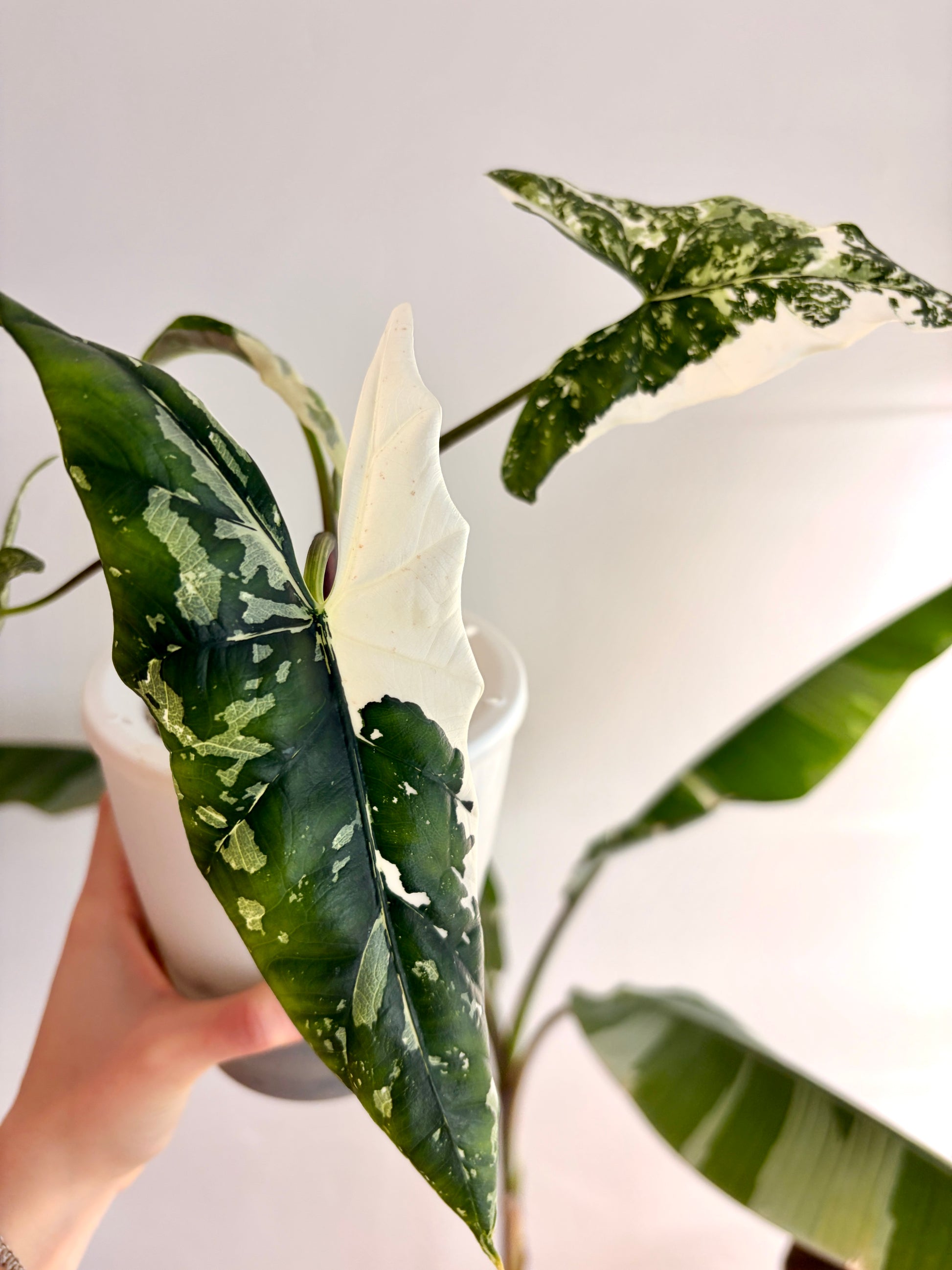 Variegated Alocasia Simpo Albo Corms Rhizome