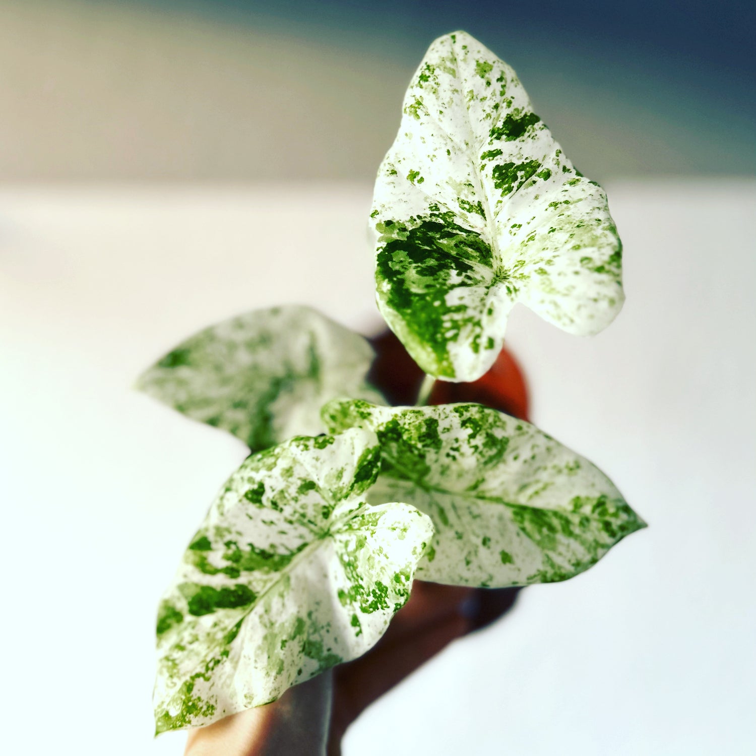 Alocasia Variegata Splash