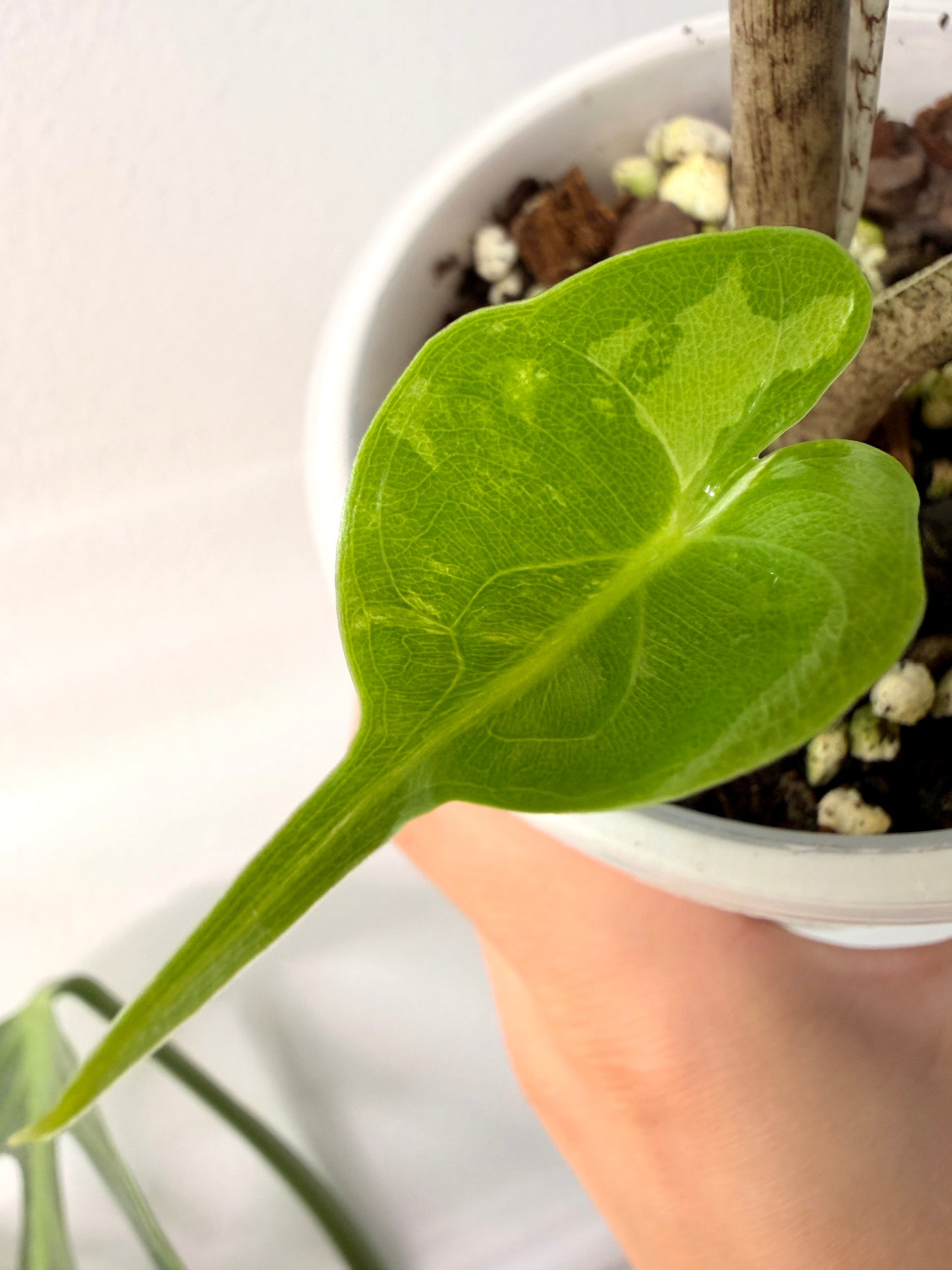 Variegated Alocasia Stingray