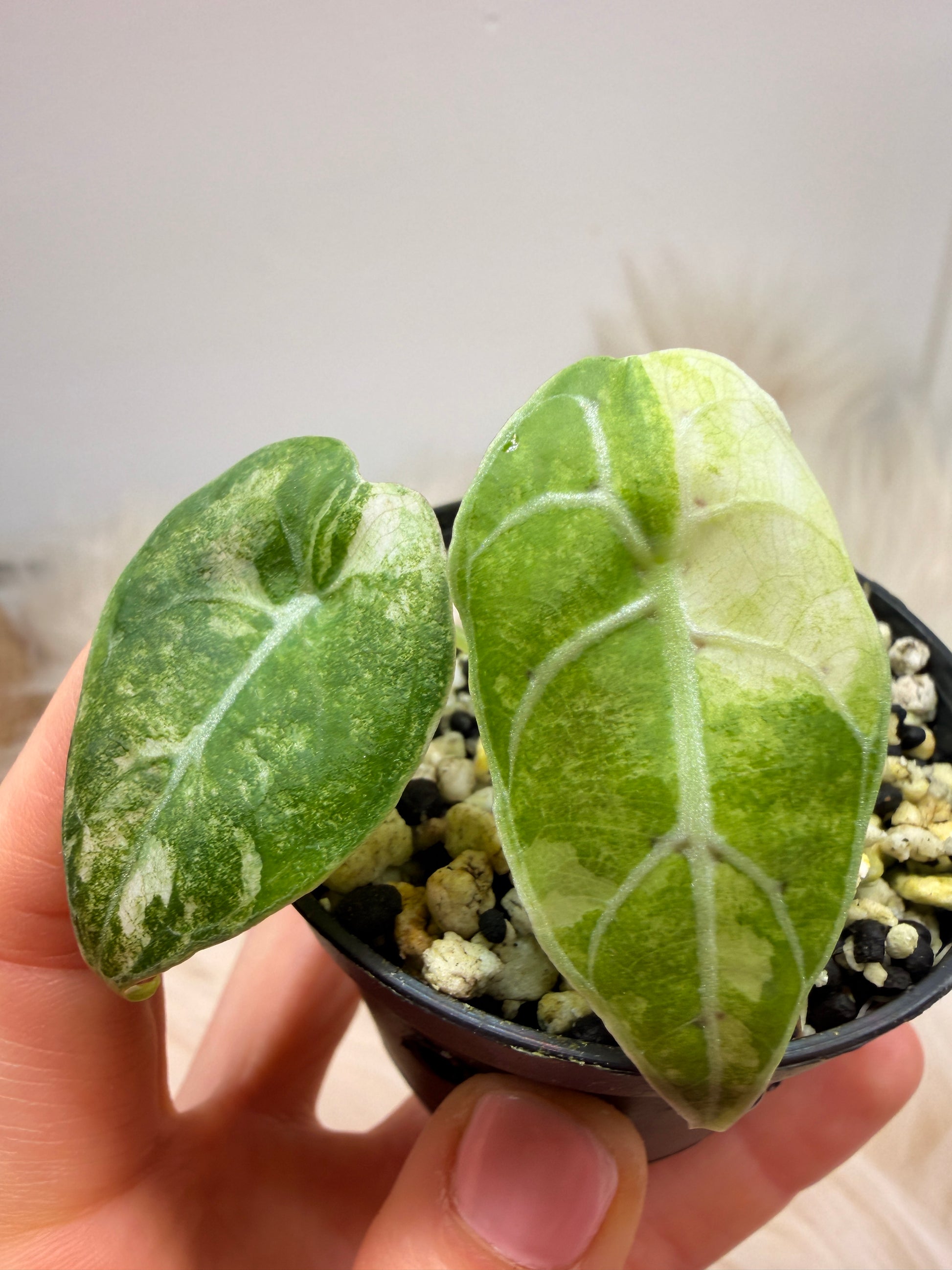 Variegated Alocasia Watsoniana Pink