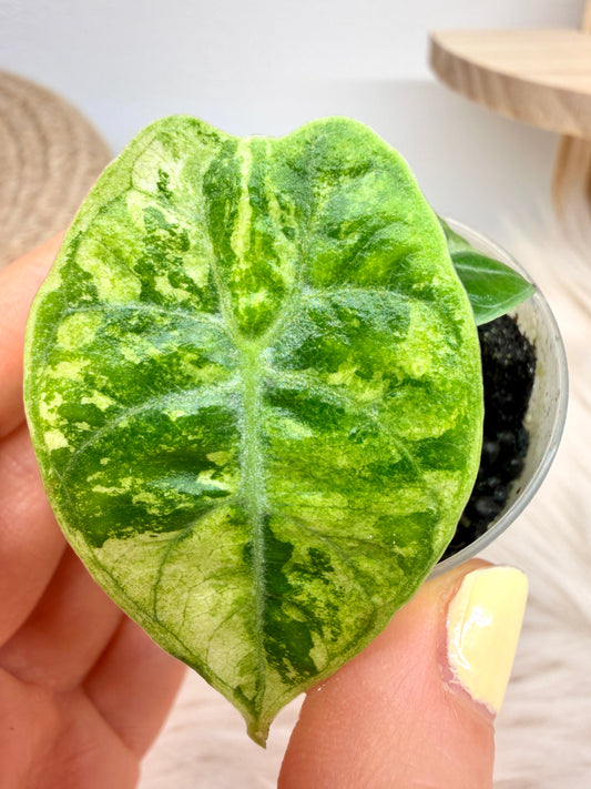 Variegated Alocasia Watsoniana Doff Pink