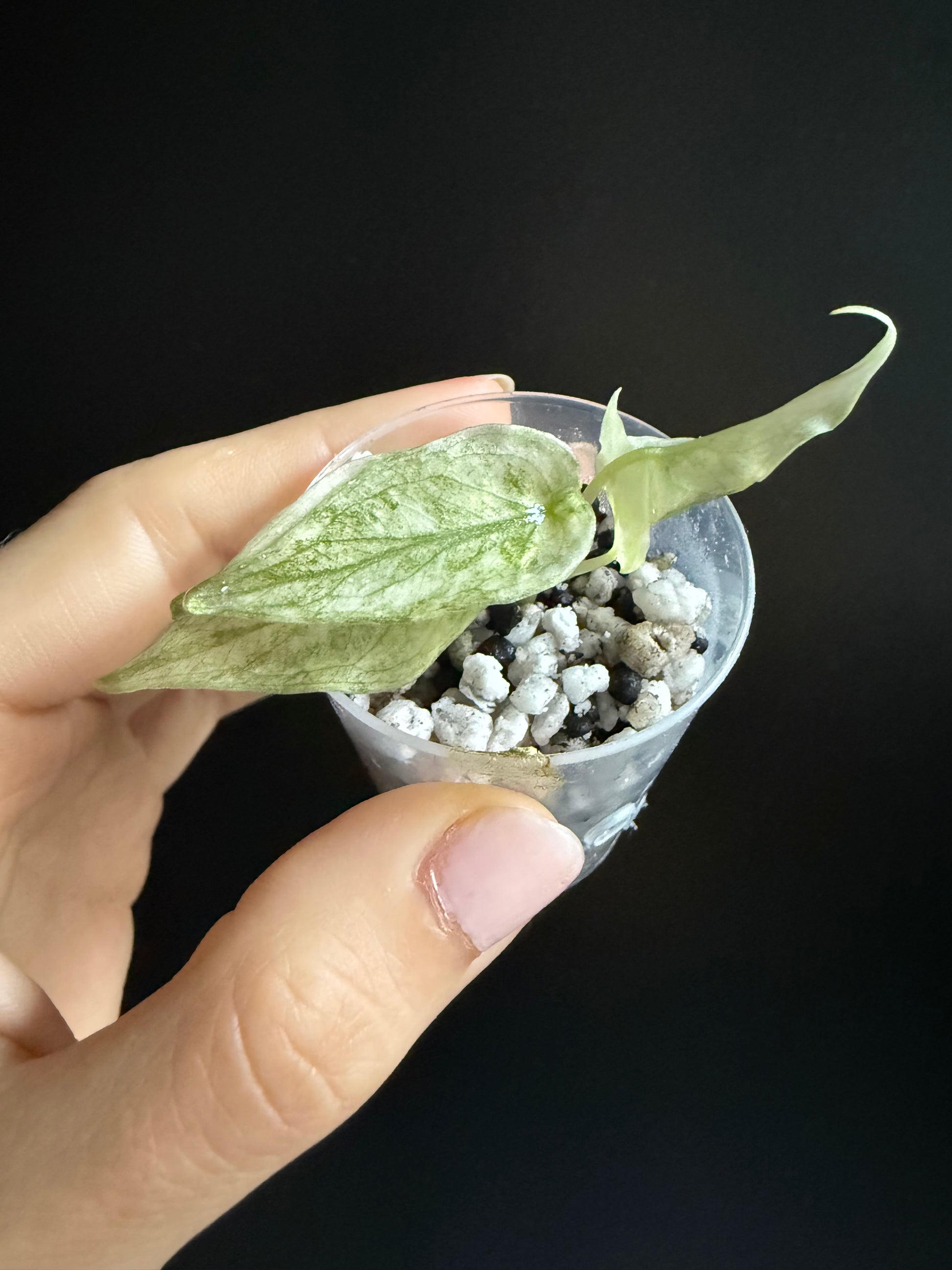 Variegated Alocasia Watsoniana