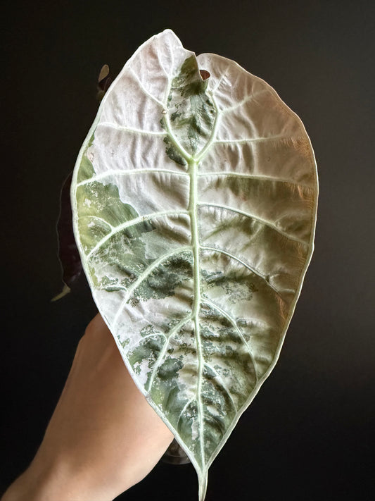 Variegated Alocasia Watsoniana Pink