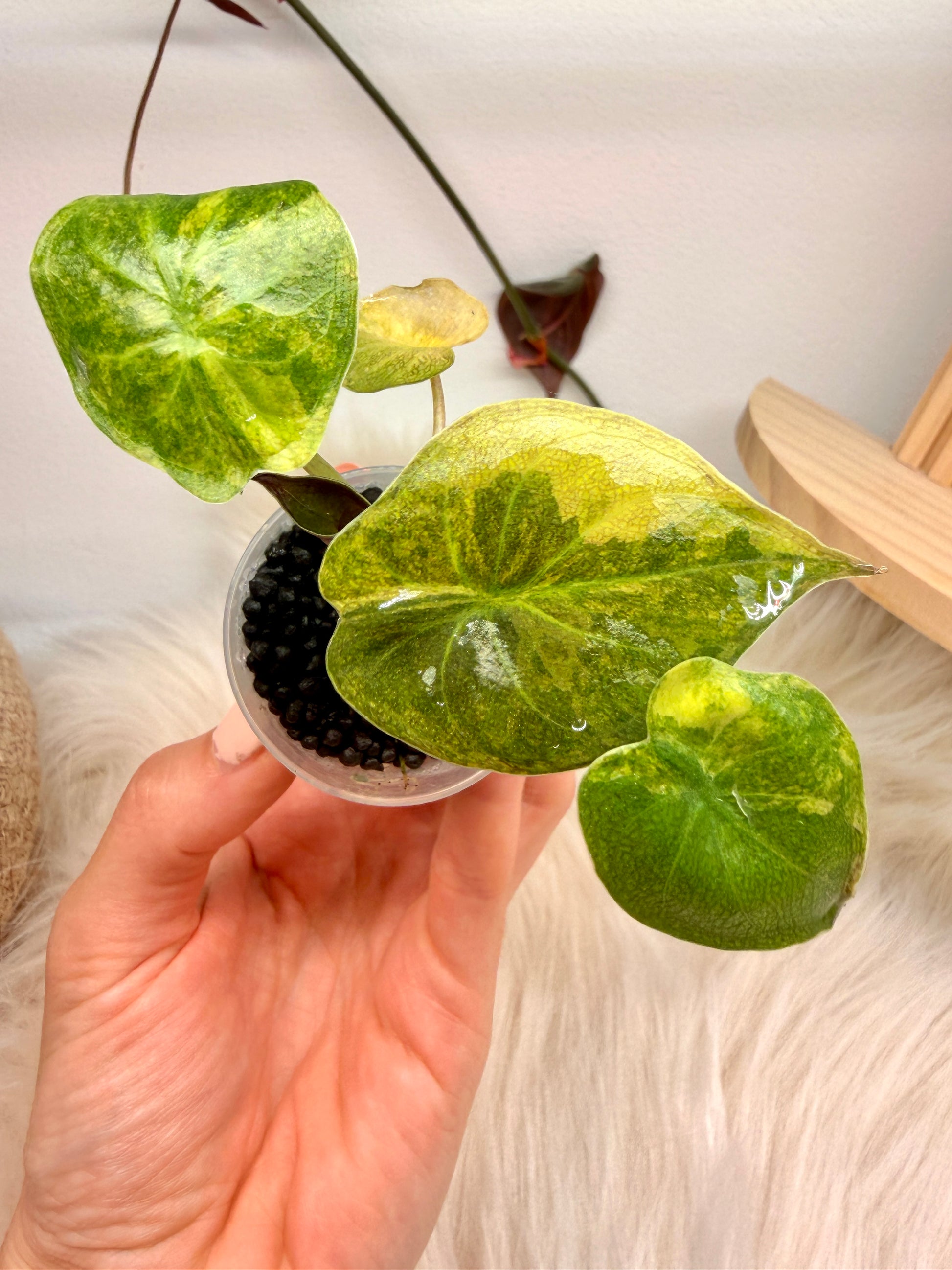 Alocasia Wentii Aurea Variegata