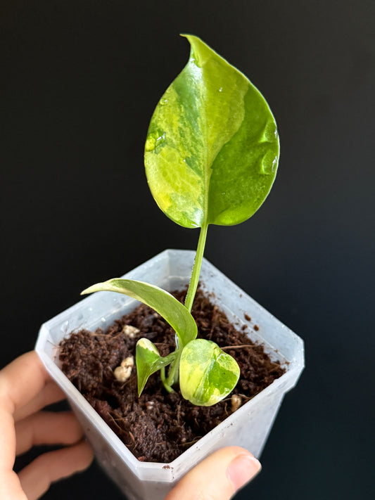 Variegated Monstera Deliciosa Aurea