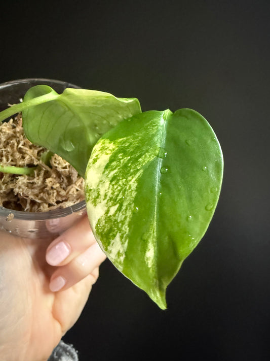 Variegated Monstera Deliciosa Aurea