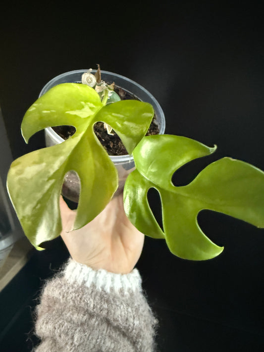 Variegated Monstera Minima Albo