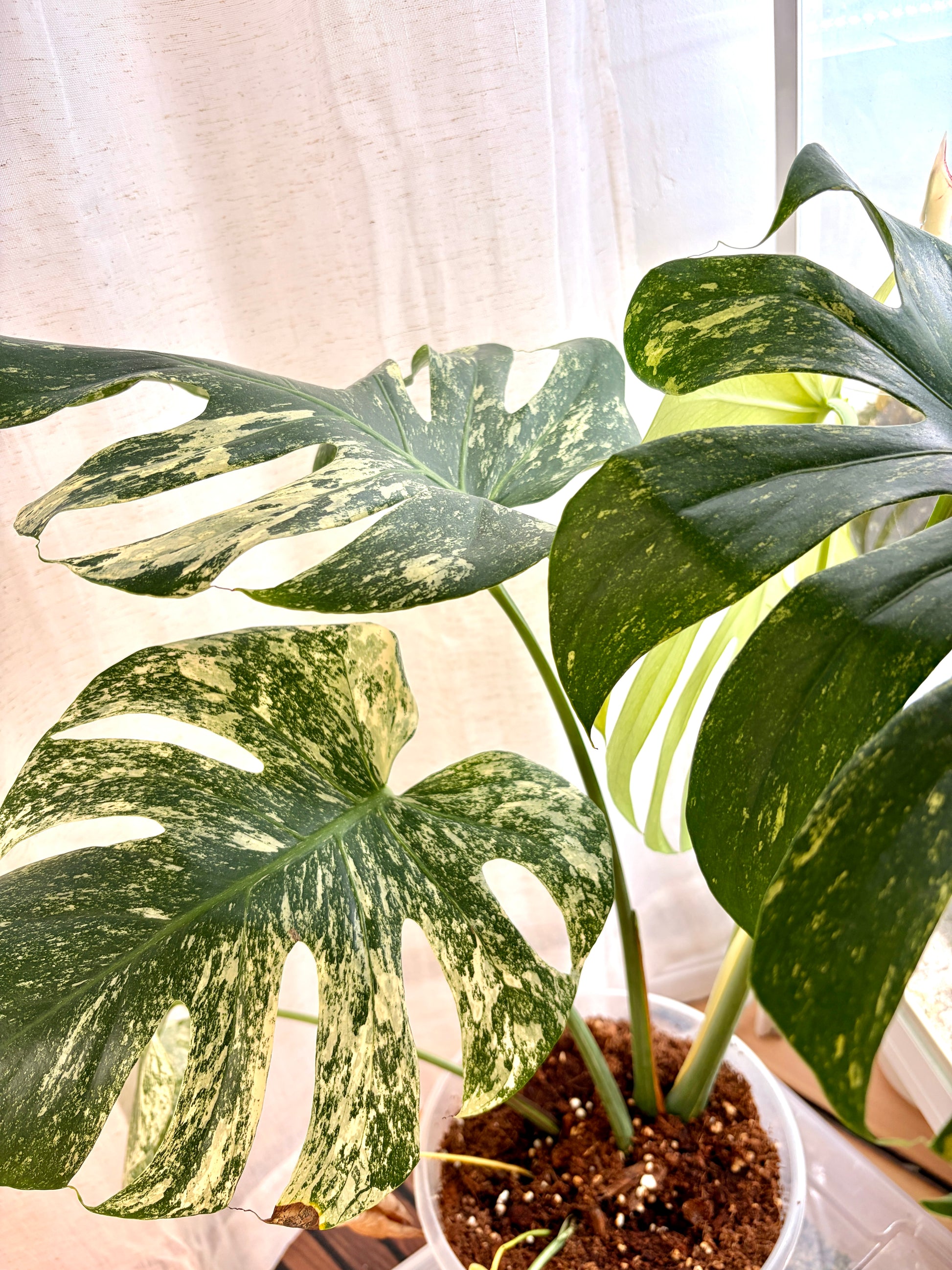 Variegated Monstera Deliciosa Mint XL