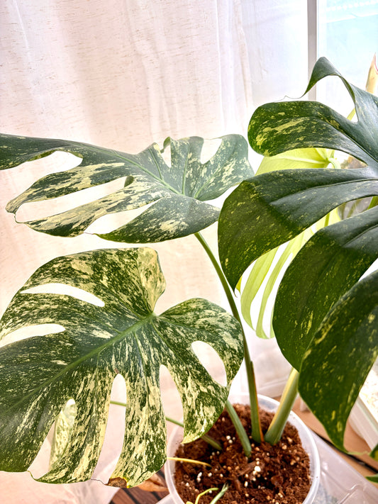 Variegated Monstera Deliciosa Mint XL